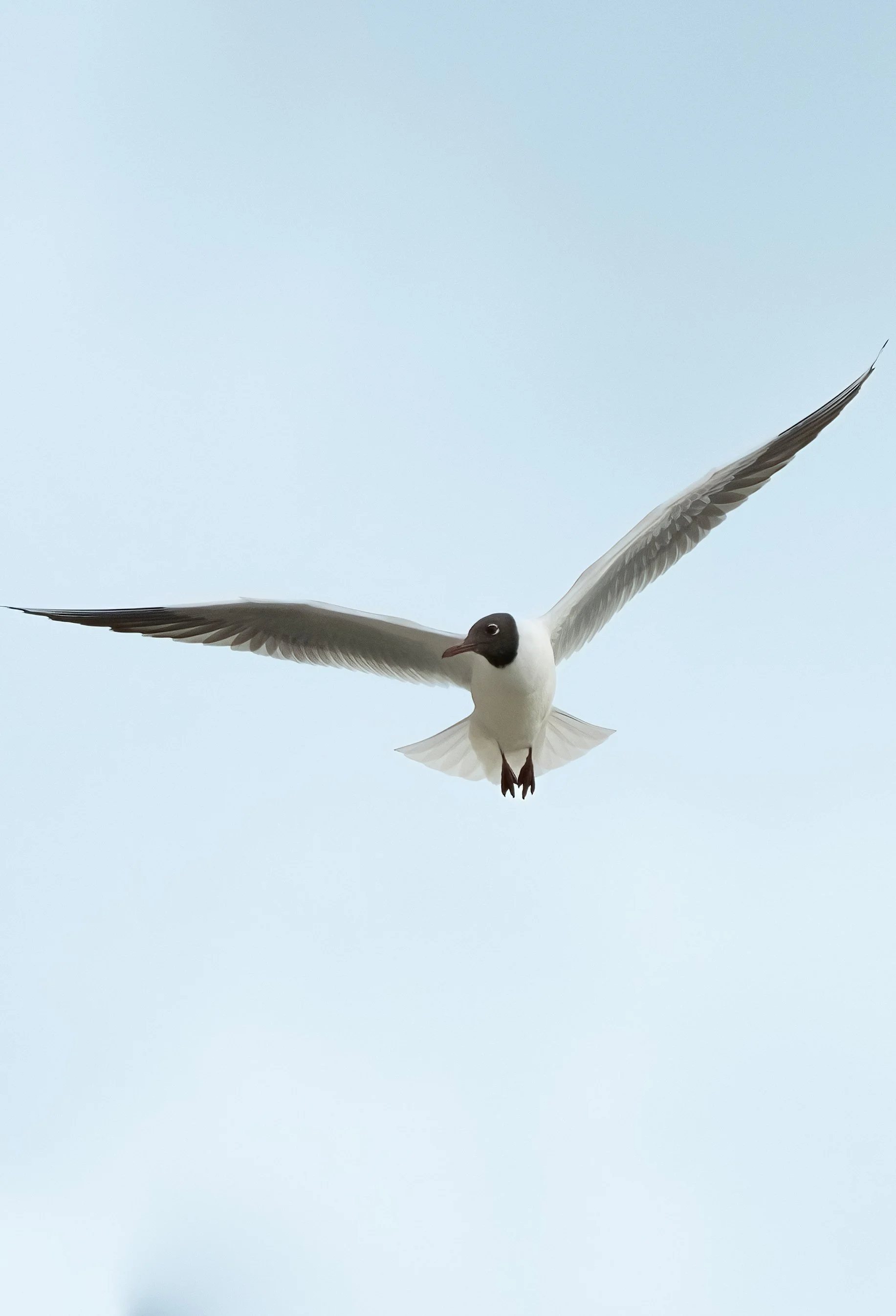 FINAL FOR PRINT Sochi Gull.jpg