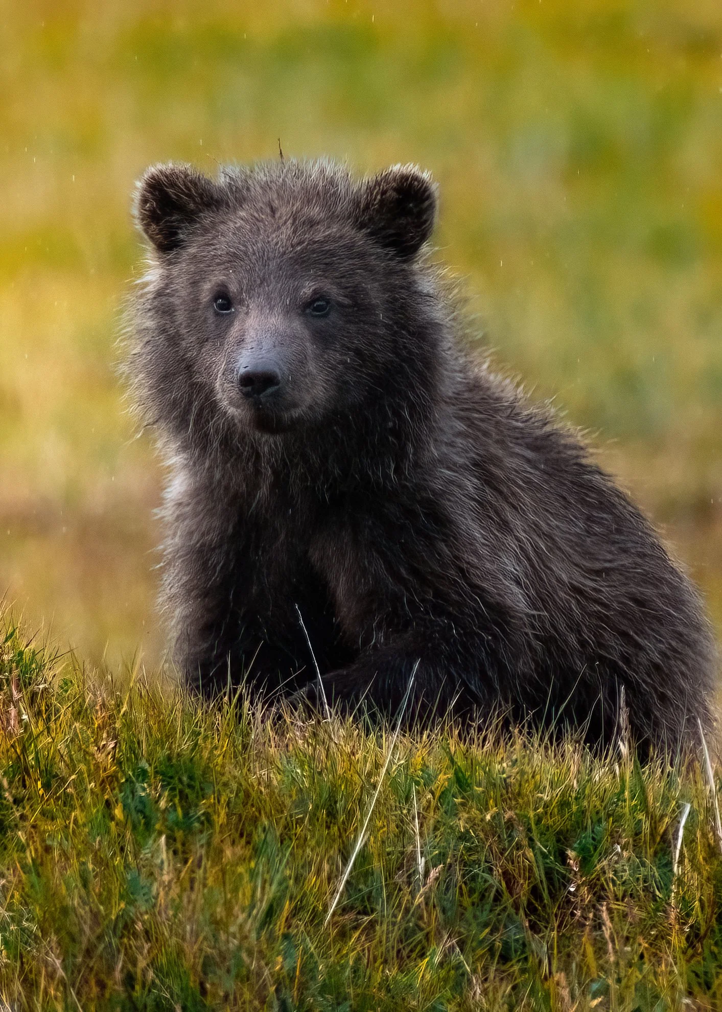 FINAL FOR PRINT Ruby .jpg