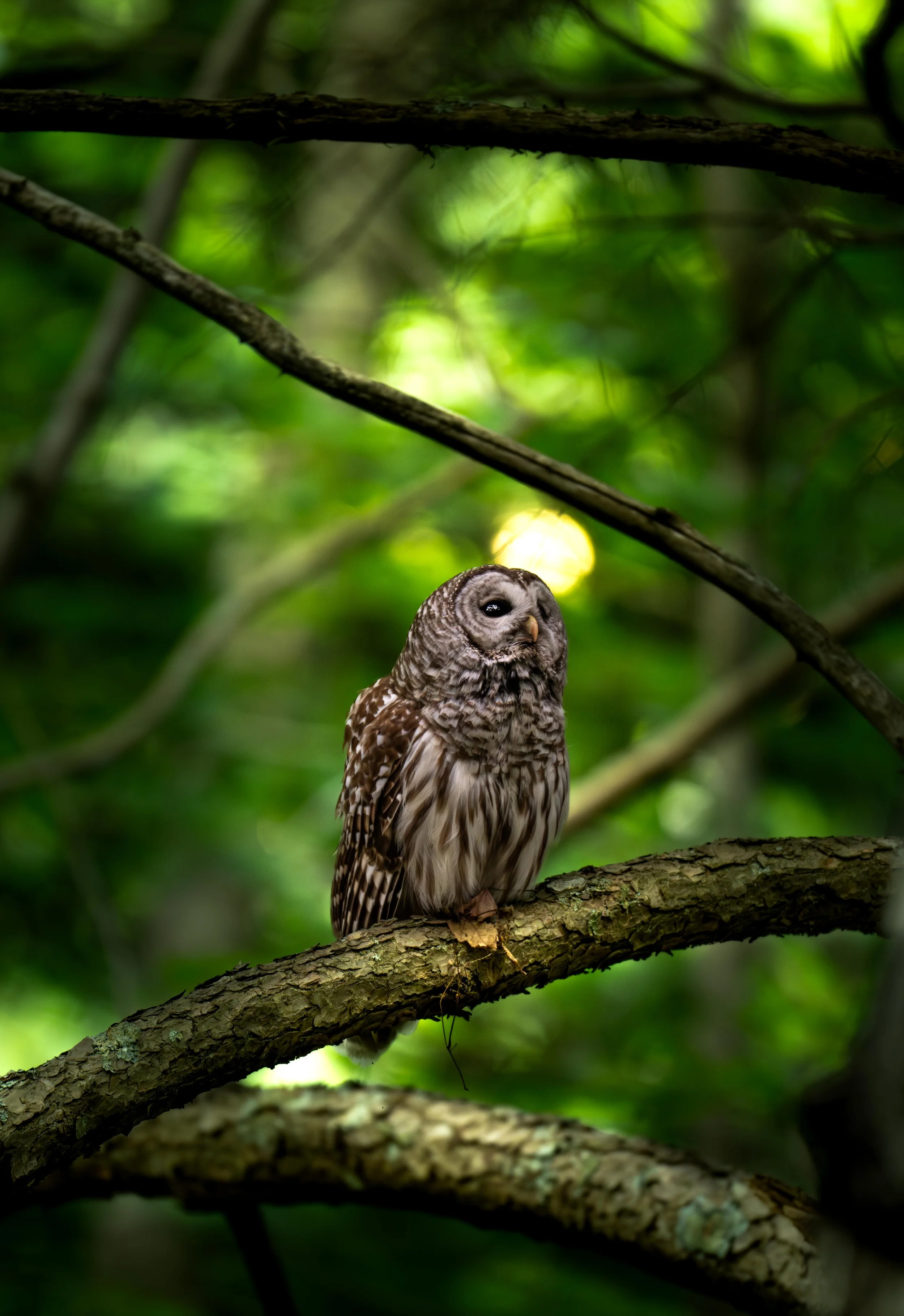 DSC_3675-Enhanced-NR.jpg