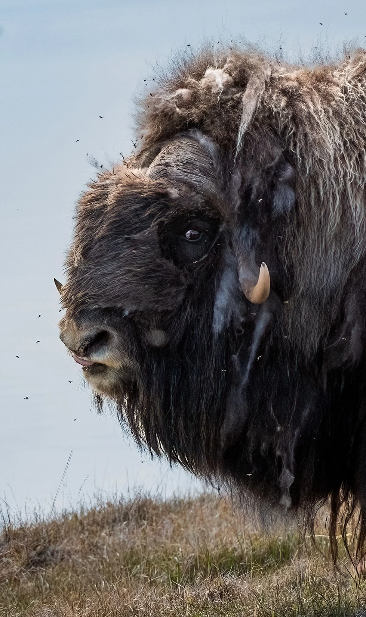 FINAL FOR PRINT Musk ox russell.jpg