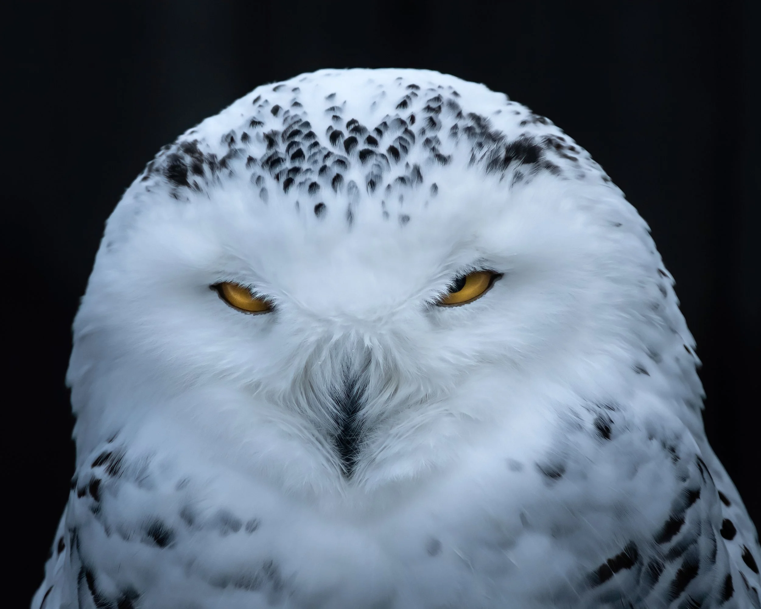 FINAL FOR PRINT snowy owl.jpg
