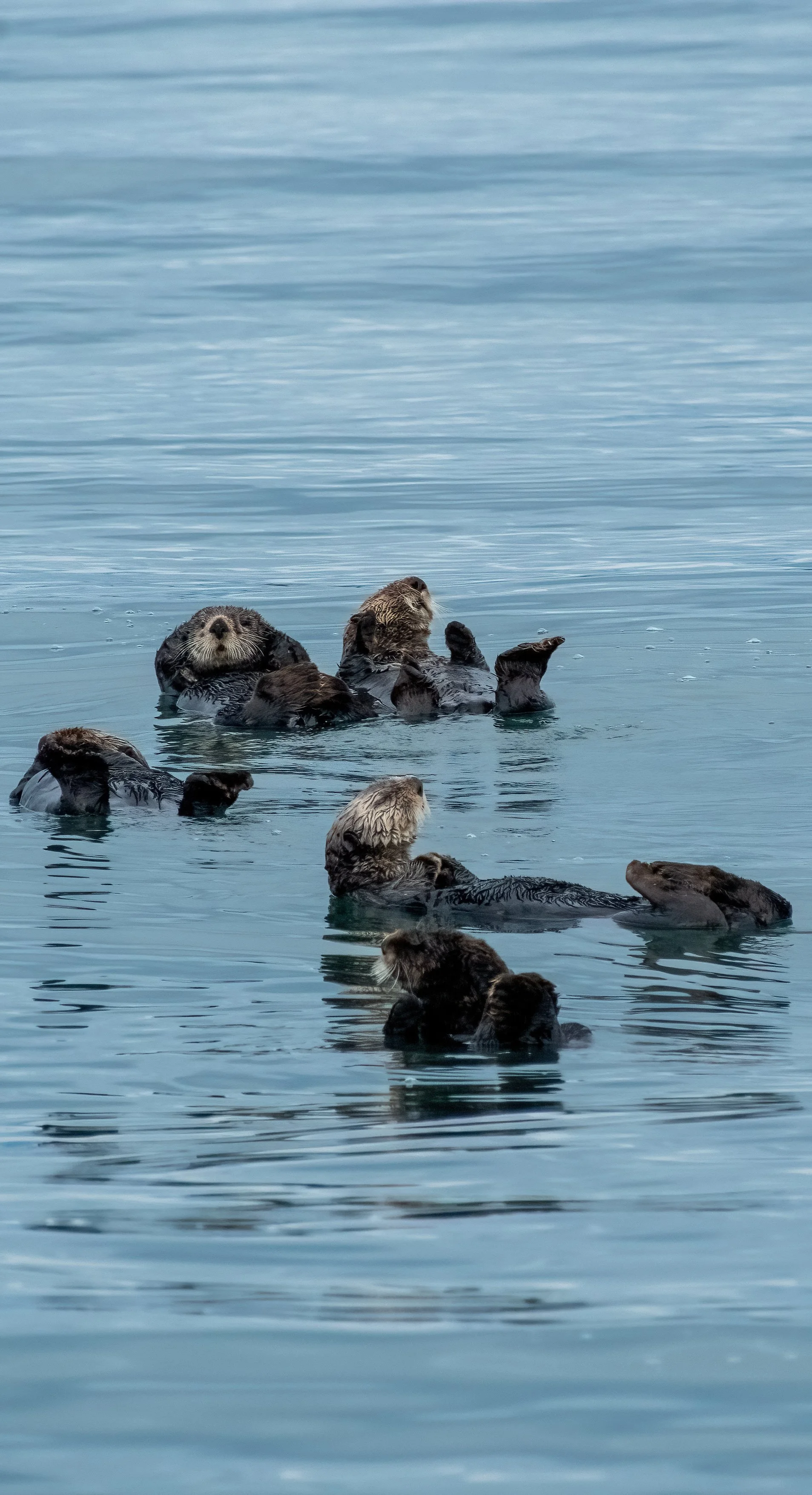 Otter raft for print.jpg