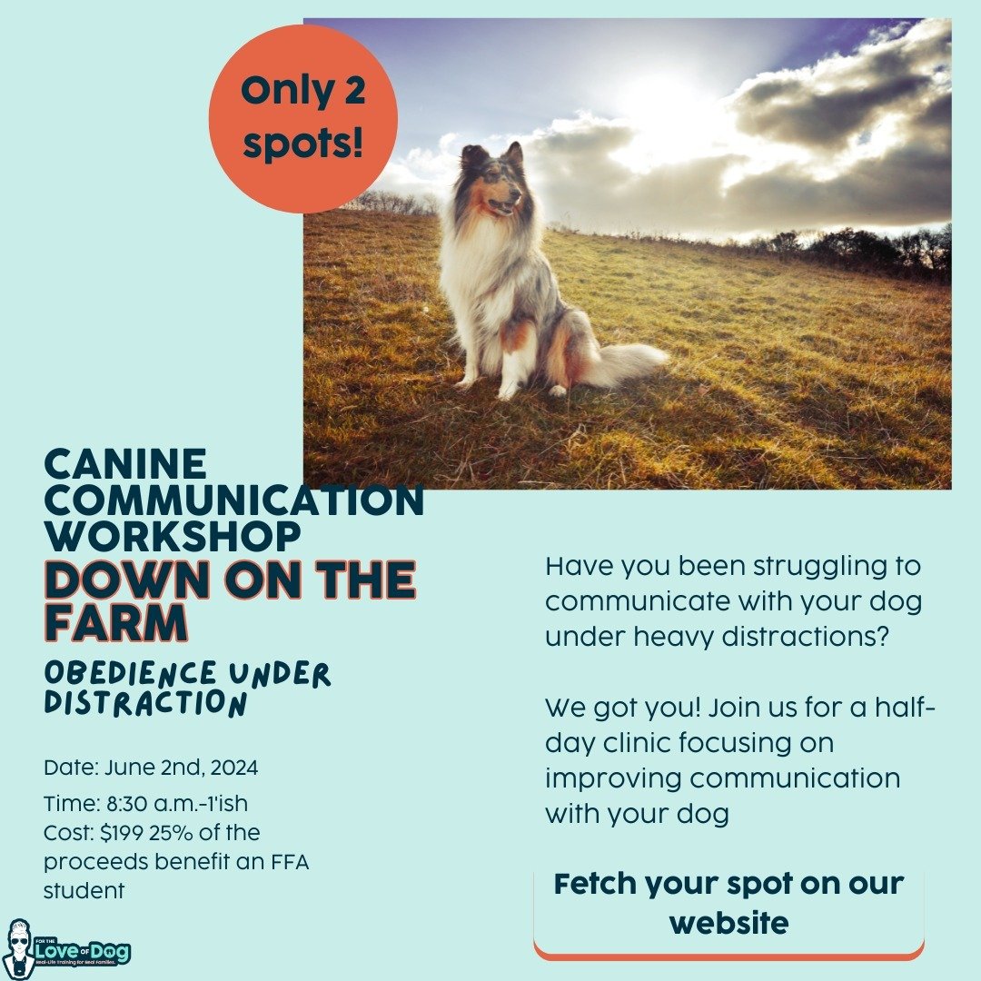 Does your dog struggle to maintain focus under heavy distractions?
Chasing cats? Uncontrollable sniffing?
Darting after deer?

We got you! We want to help you improve how you communicate.

In this clinic, we will focus on relevancy, inherited predato