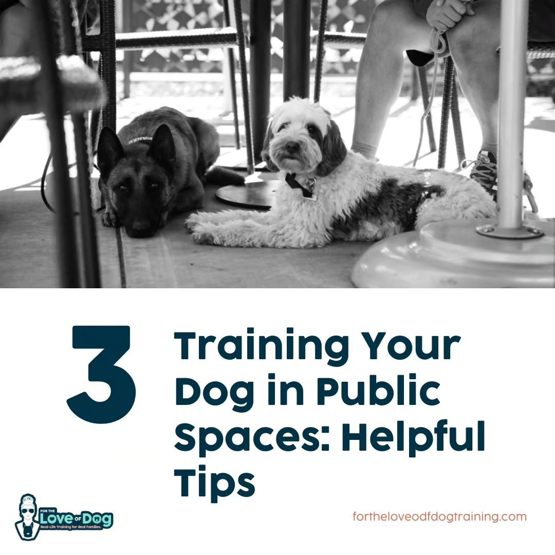 With the weather getting nice, everyone will want to train their dogs in different public places.

Before you head out into new environments, there's a few things that you need to keep in mind.

Here are some helpful tips that I have adopted over the