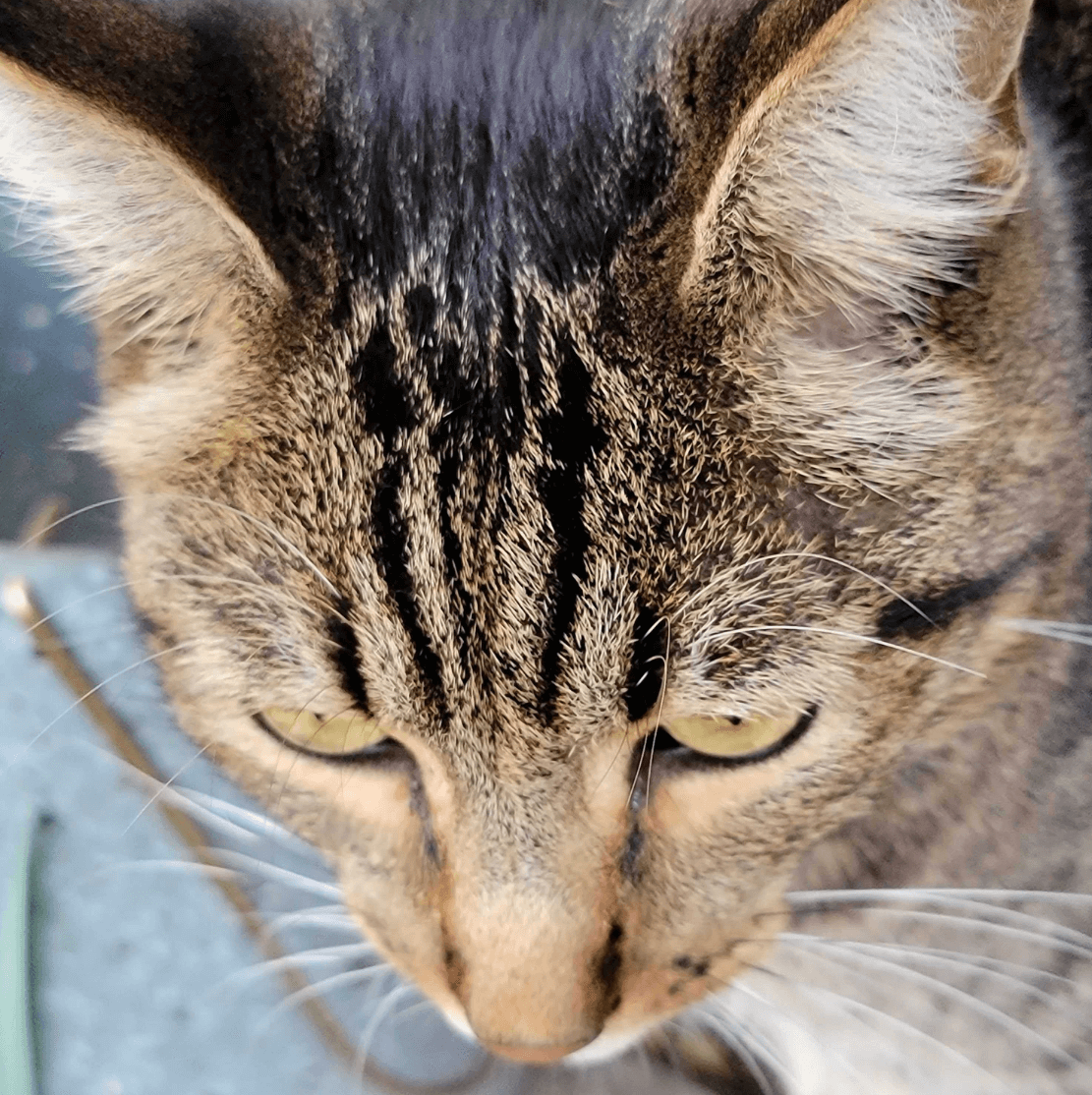 Od (The Cat).png
