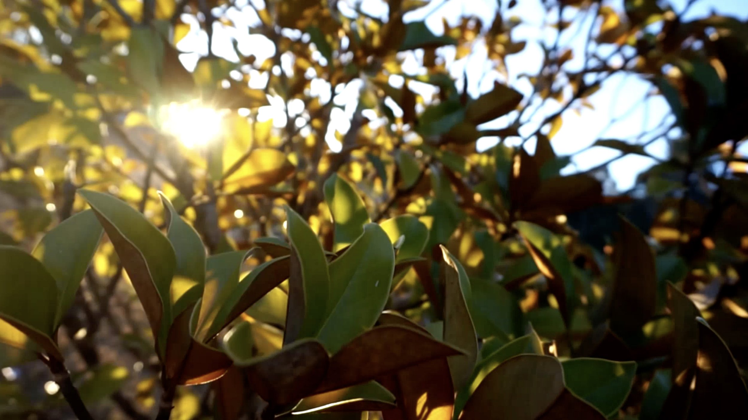 Magnolia Earth Plantation 1.jpg