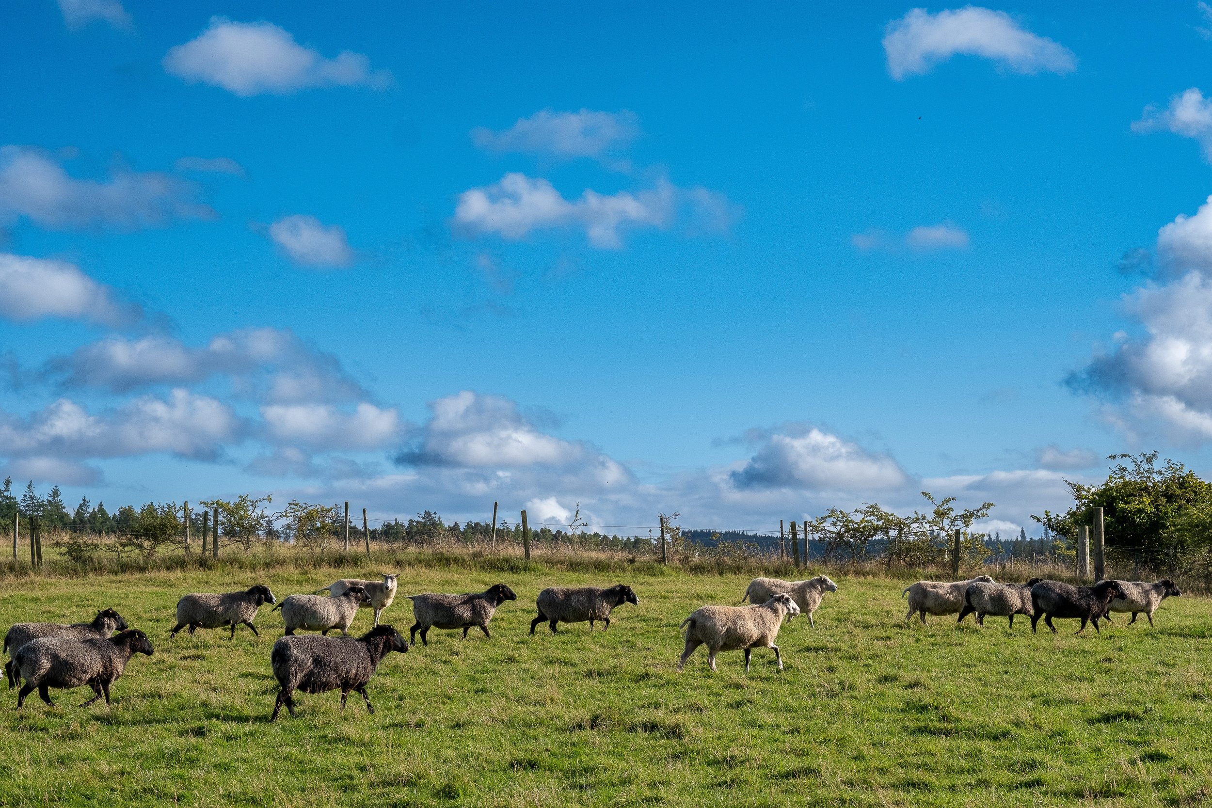 Flock of sheep grazing in a sunny field with blue sky and scattered clouds.