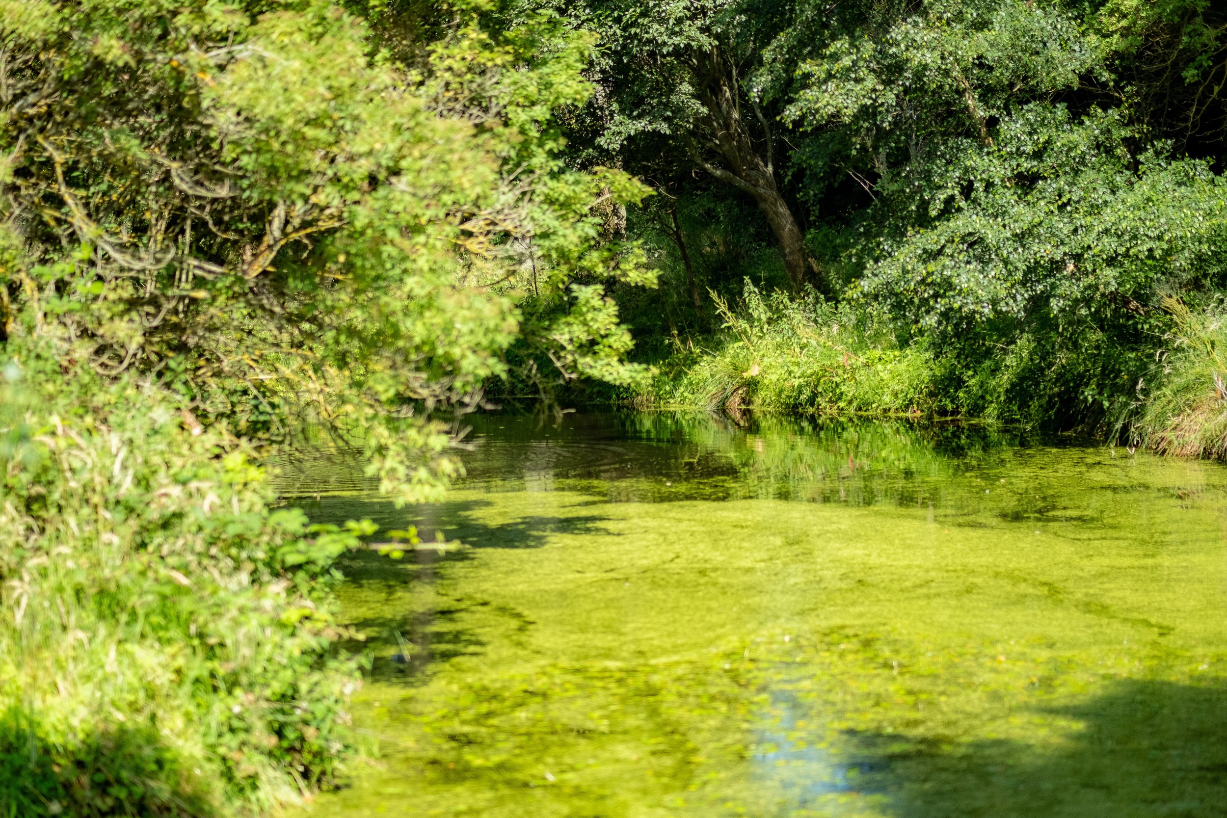 Tranquil green pond surrounded by lush vegetation and trees