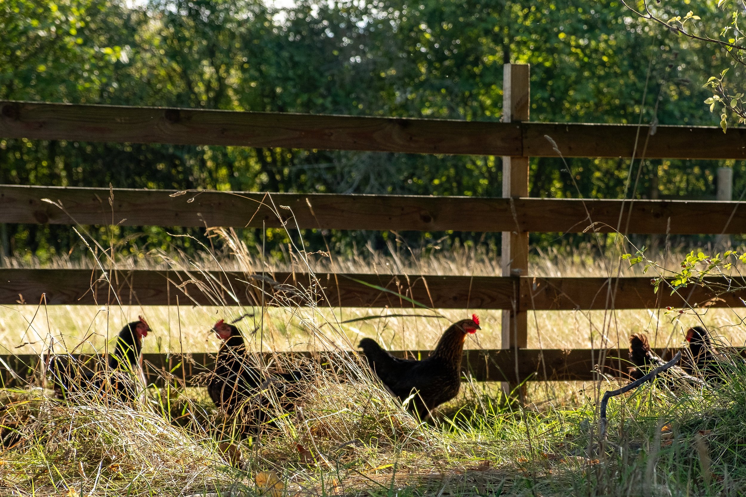 chickens walking in grassy field near wooden fence