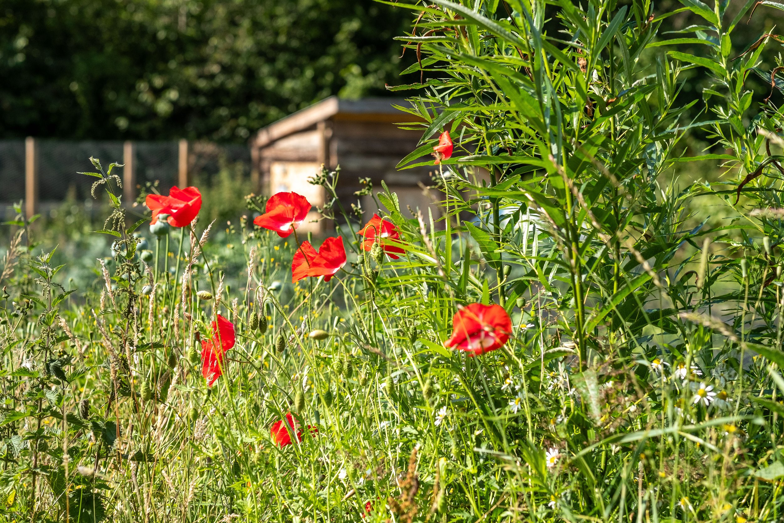 Garden with red poppies and green grass, wooden shed in background.