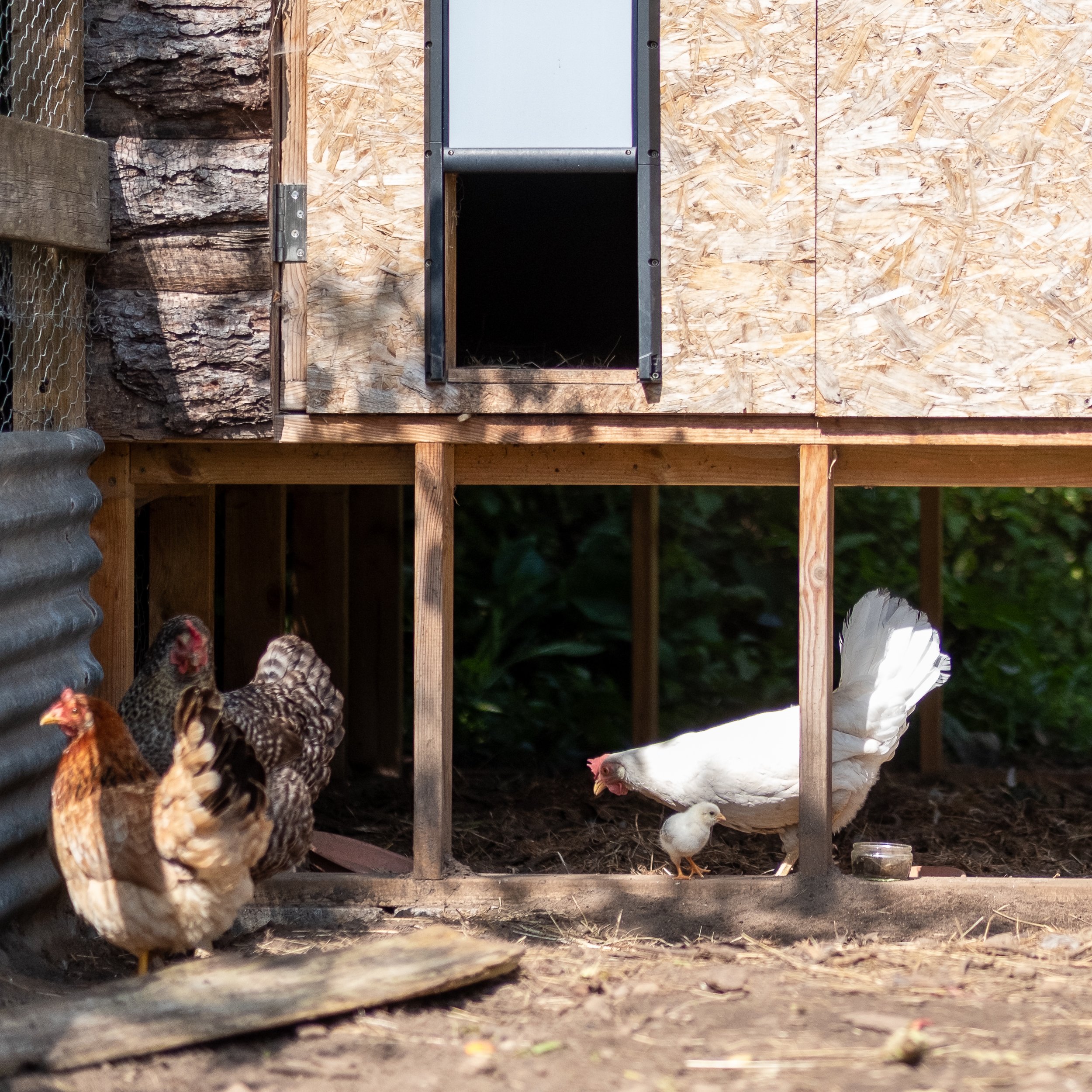 Chickens and chick near a wooden chicken coop.
