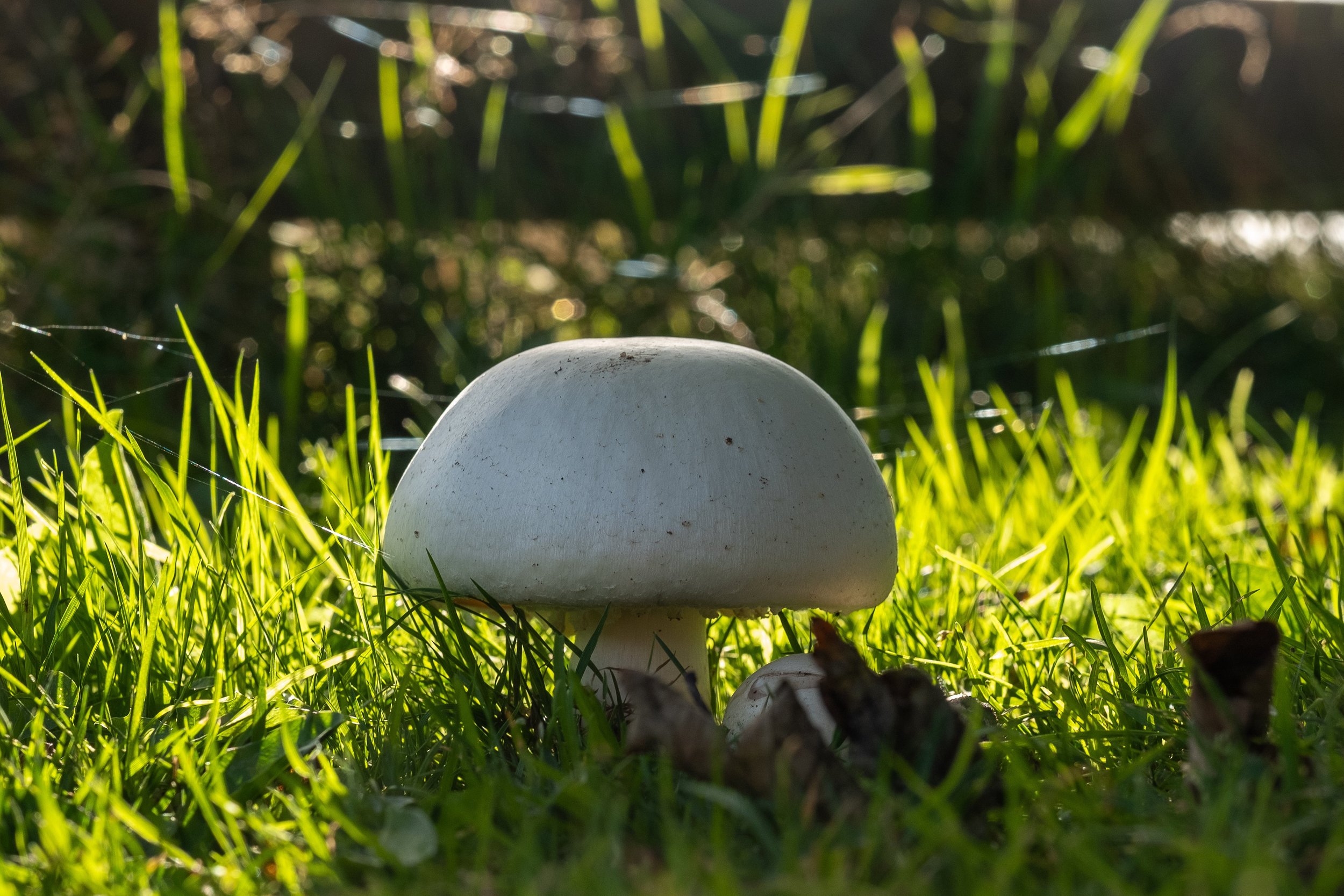 Mushroom growing on green grass in sunlight.