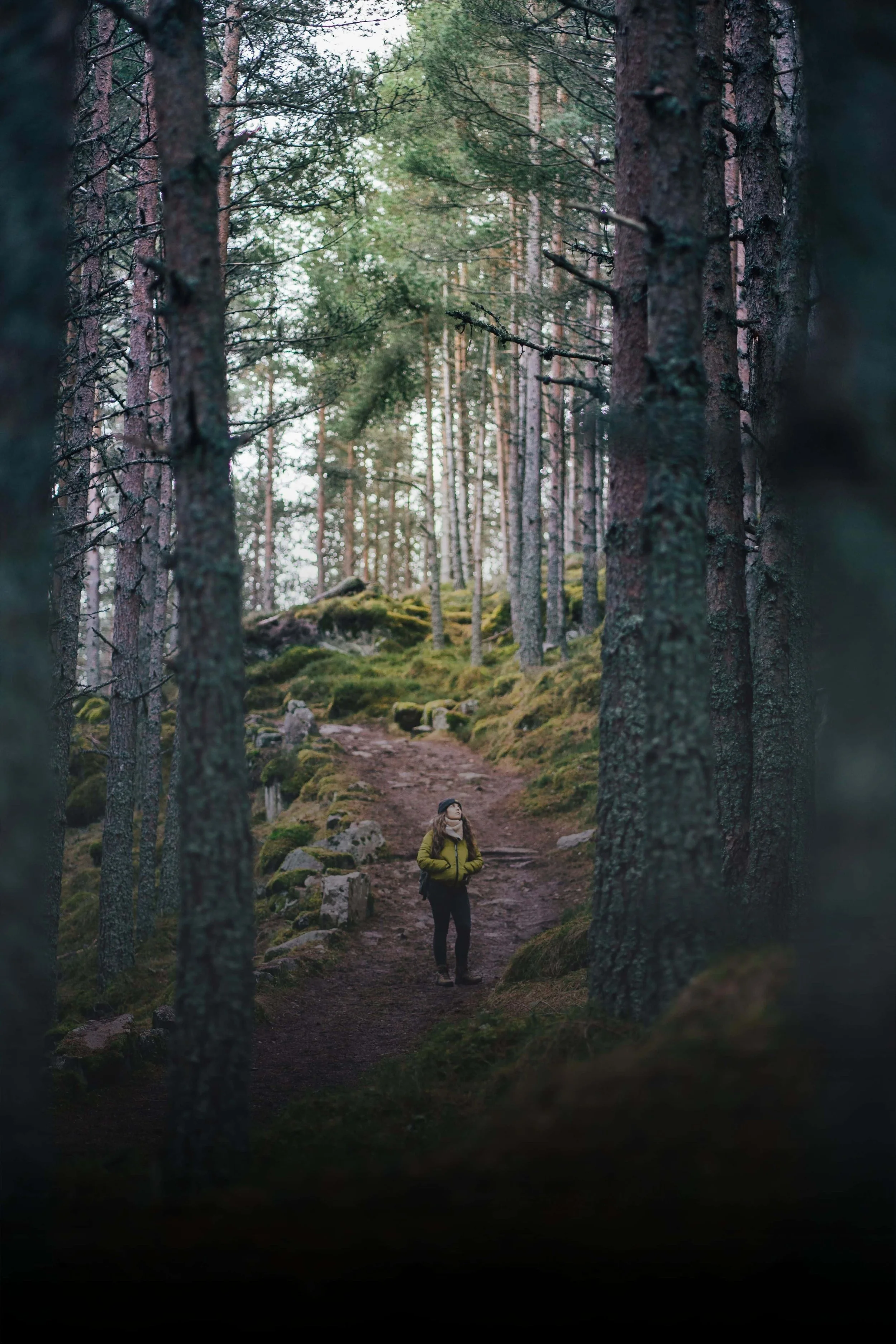 A person in a yellow jacket and black pants standing on a dirt trail in a forest of tall pine trees with green foliage, rocks, and moss, during daytime.