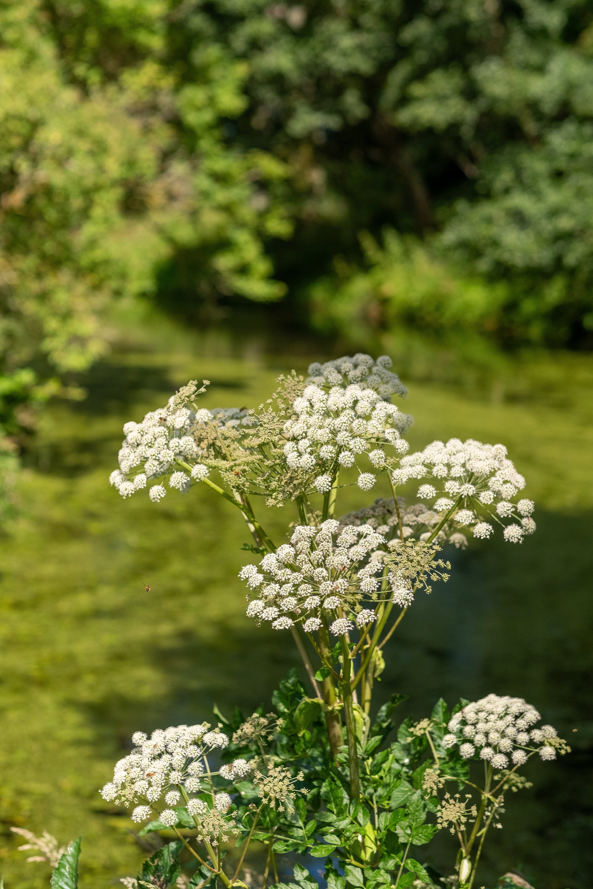 Cow parsley flowers near a scenic river background.