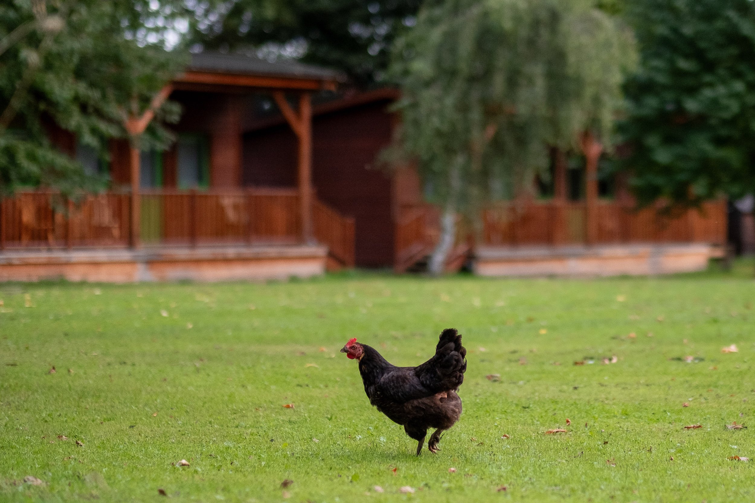 Black chicken walking on grass with wooden buildings in the background.