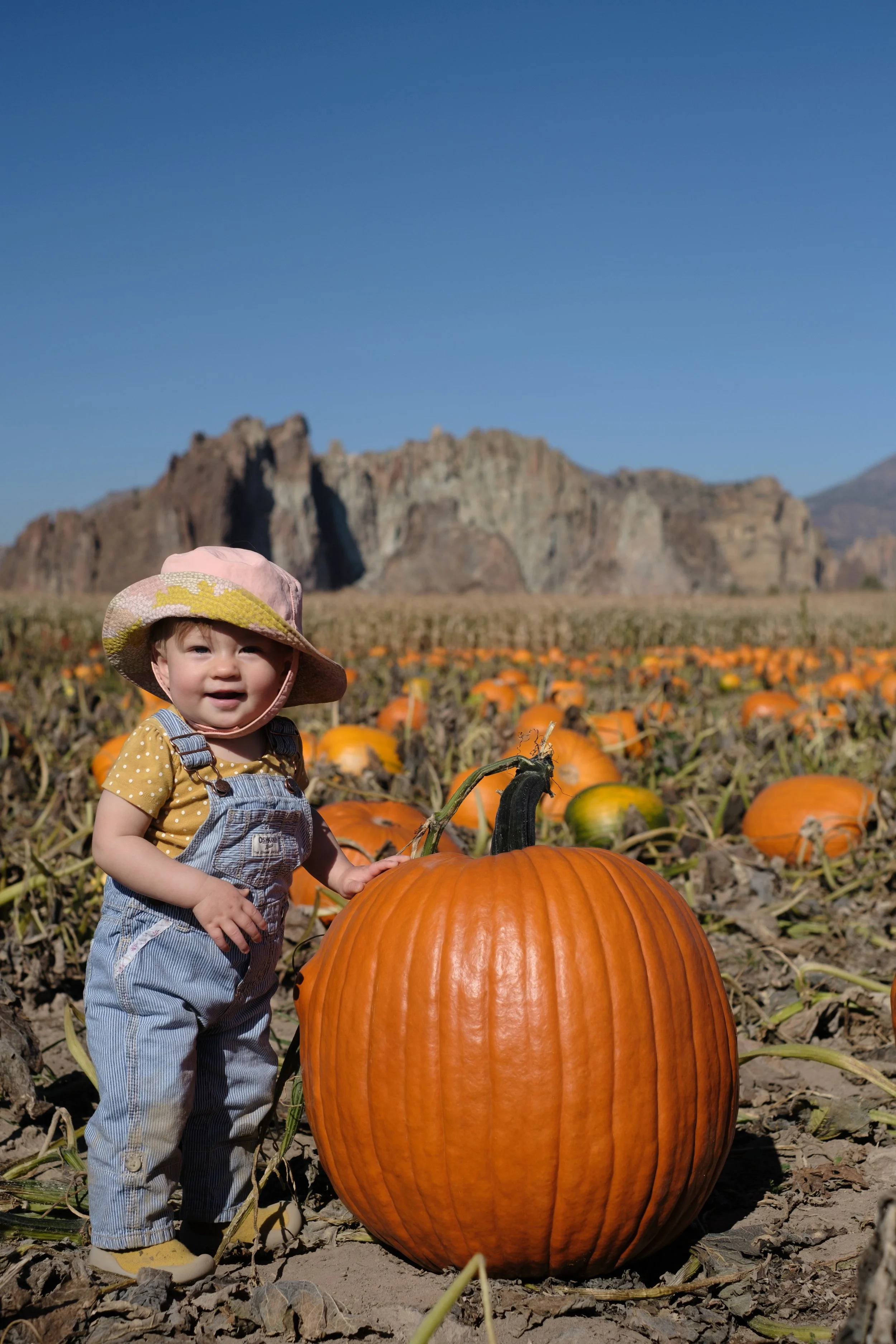 pumpkin.jpg