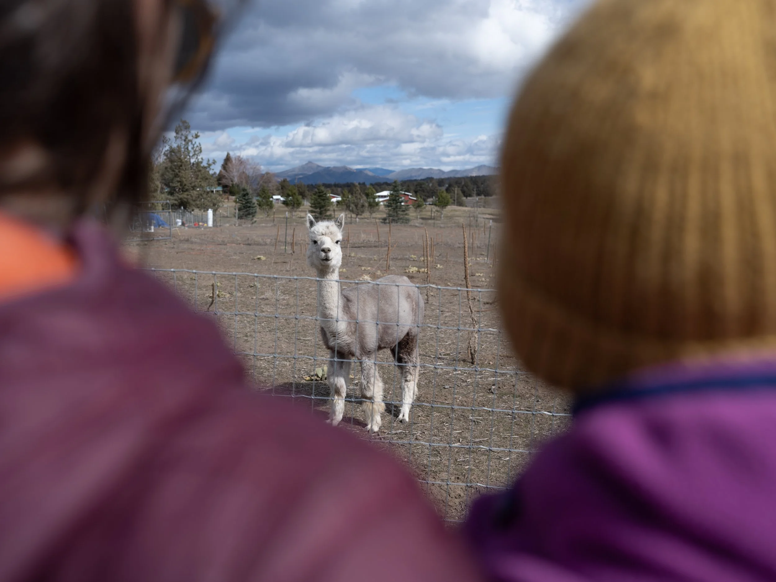 alpaca-3.jpg