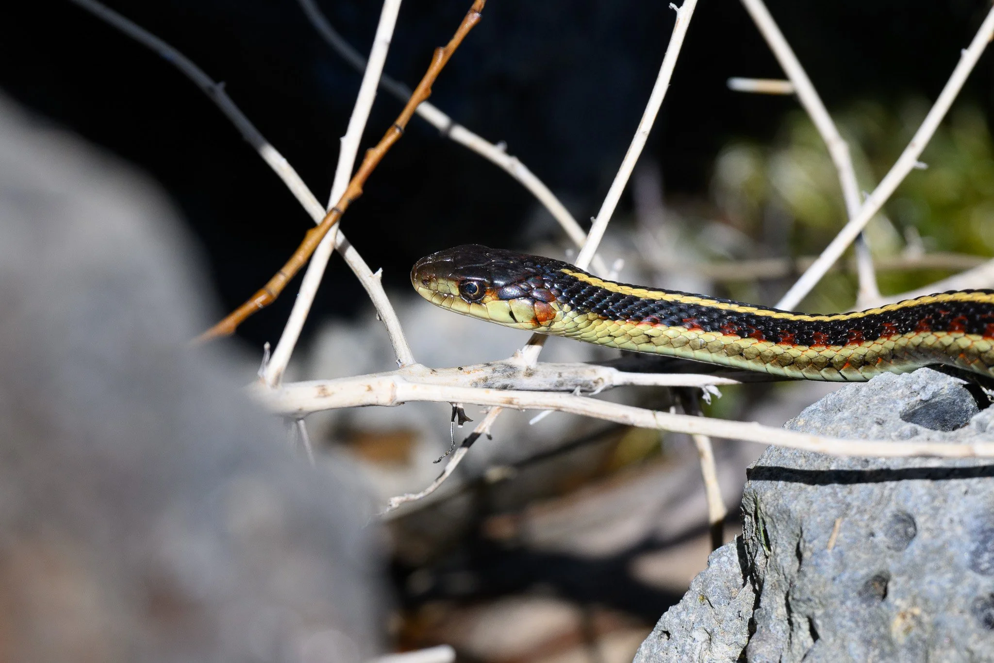 This a nice snake?