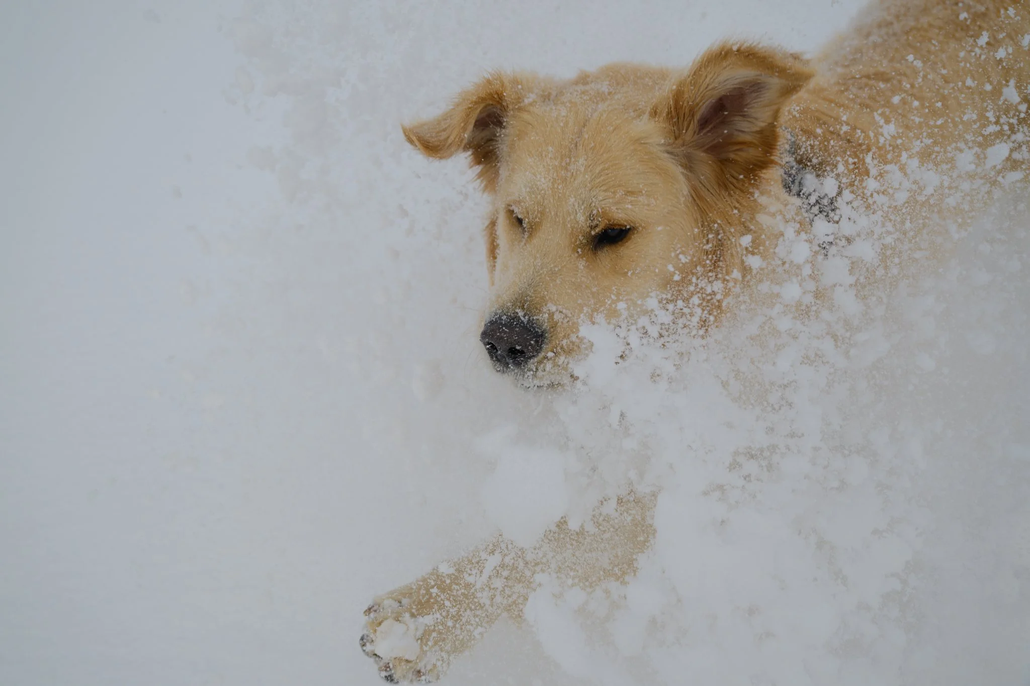 Huck Goes Skiing