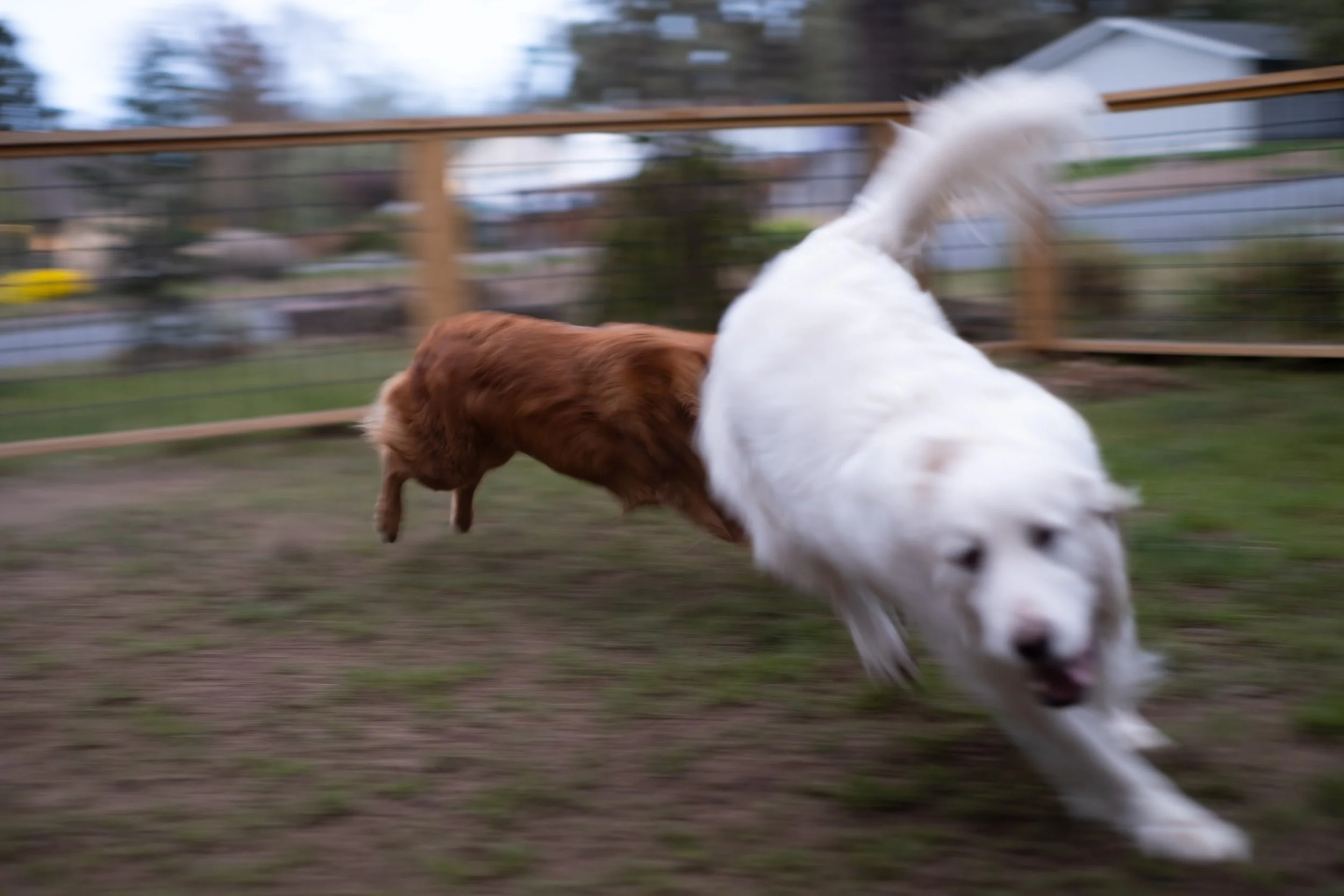 wildanimals.jpg