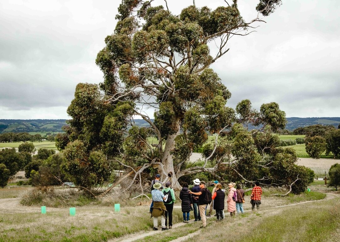 JOIN US | On Friday 12 and Saturday 13 January, Burka Senior Man @KarlTelfer hosts two Coming Home to Country walks at Kanyanyapilla (McLaren Vale). ⁣
These walks return after their impactful debut in the 2023 @NatureFestivalSA - come listen to what 