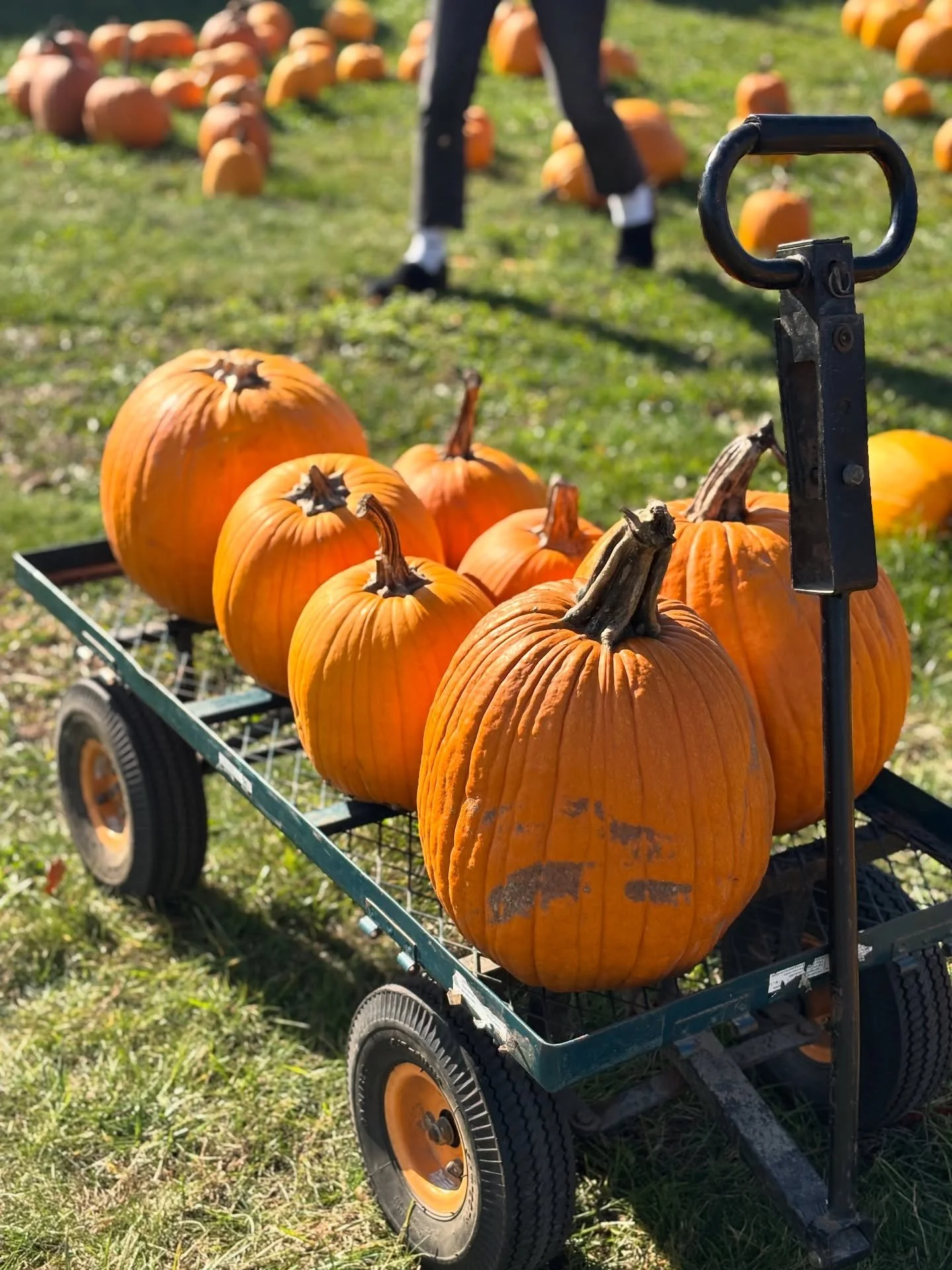 ventured to a local farm for a whole heap of pumpkins — ready for next week’s pumpkin carving movie parties! 🎃🍿 
pumpkin carving is full, but join us for a halloween themed mural & mingle on friday 10/31 from 6-10ish, free entry