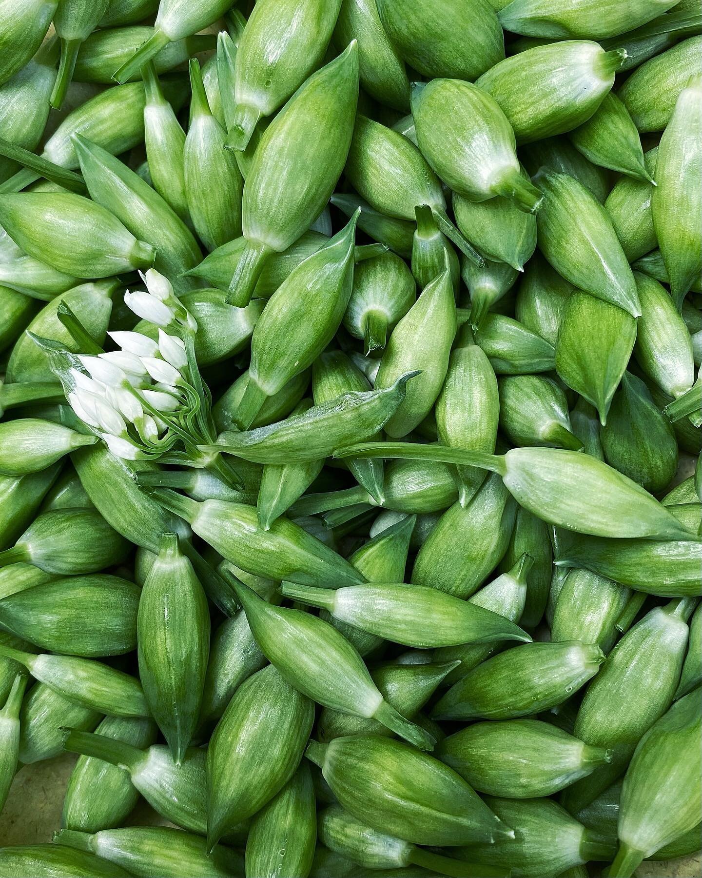 Heute #B&auml;rlauch Bl&uuml;tenknospen gepfl&uuml;ckt. Werde sie einlegen. Und morgen direkt nochmal losstapfen. Wer hat die schon mal frittiert? 🌱