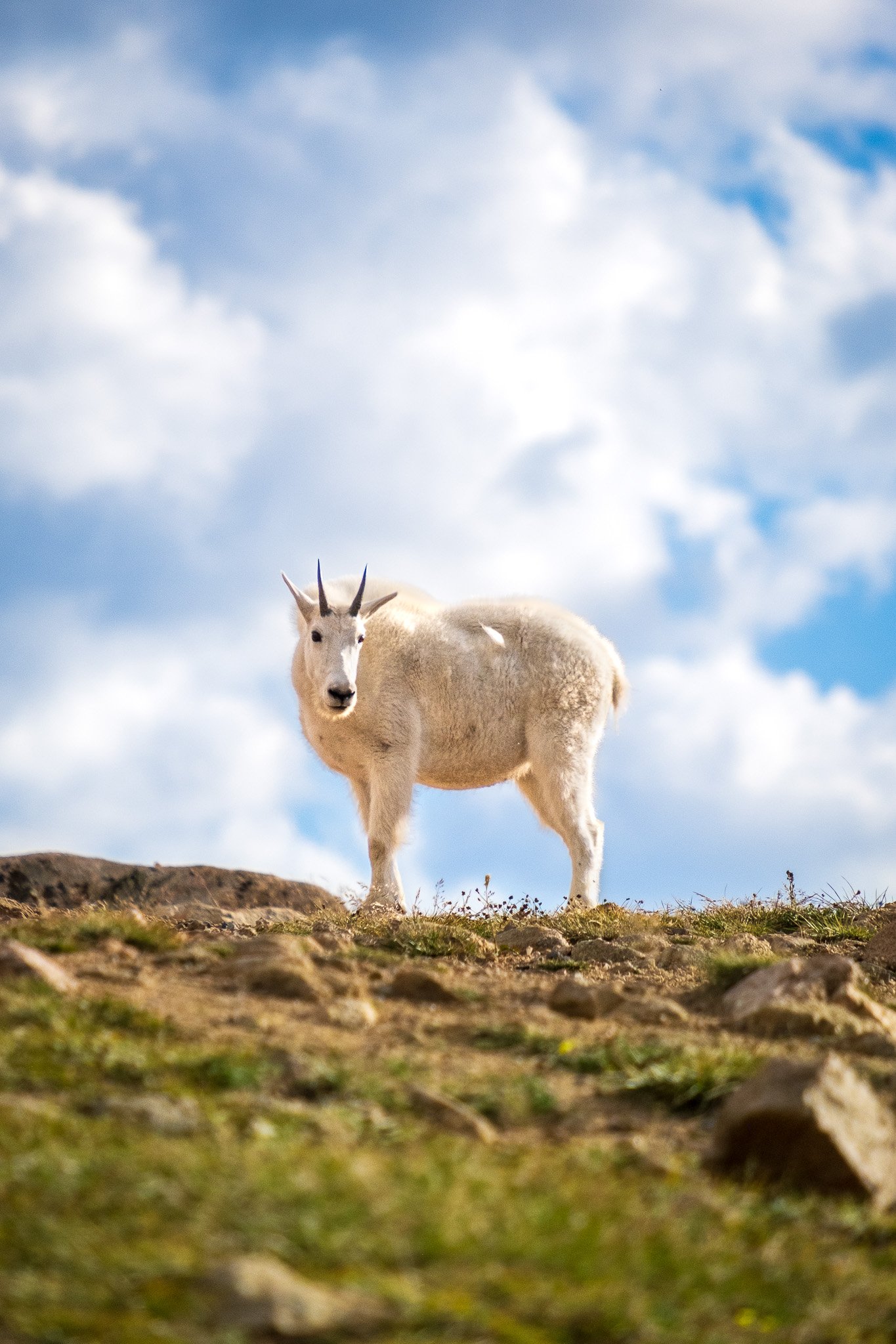 Beartooth Mountain Goat.jpg