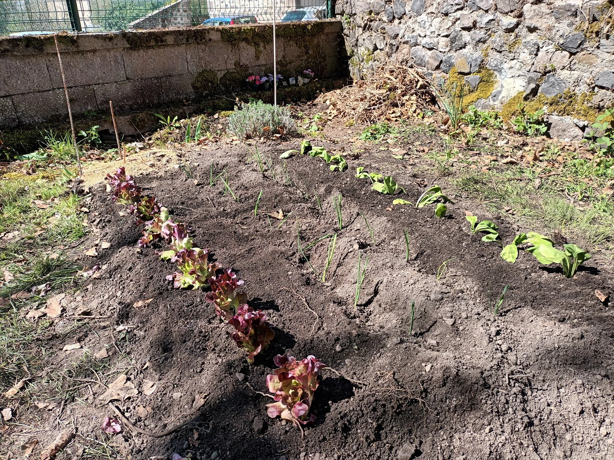 Au jardin, ça pousse !