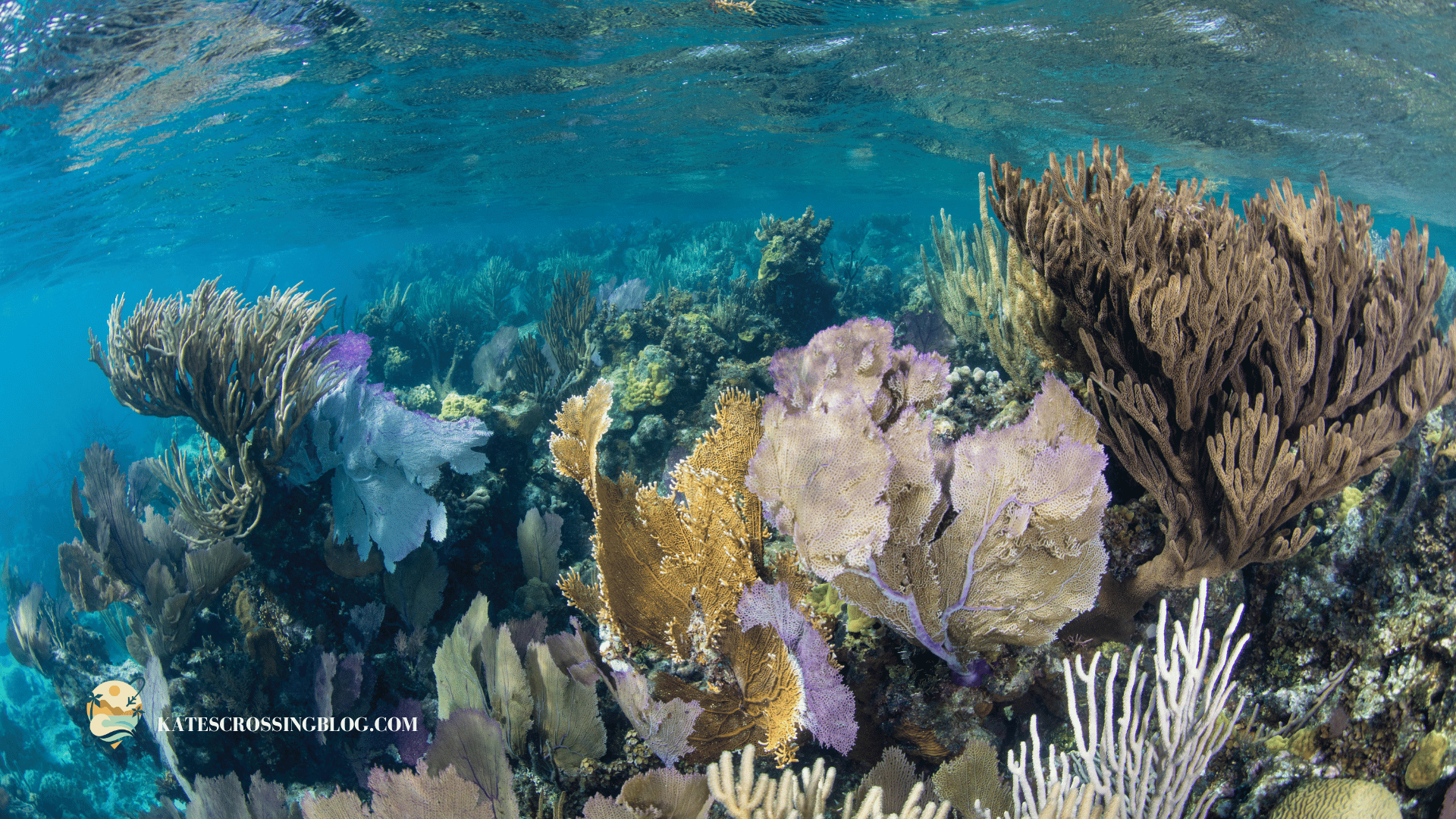 Rainbow-colored coral and fauna under the crystal-clear water of Belize. 