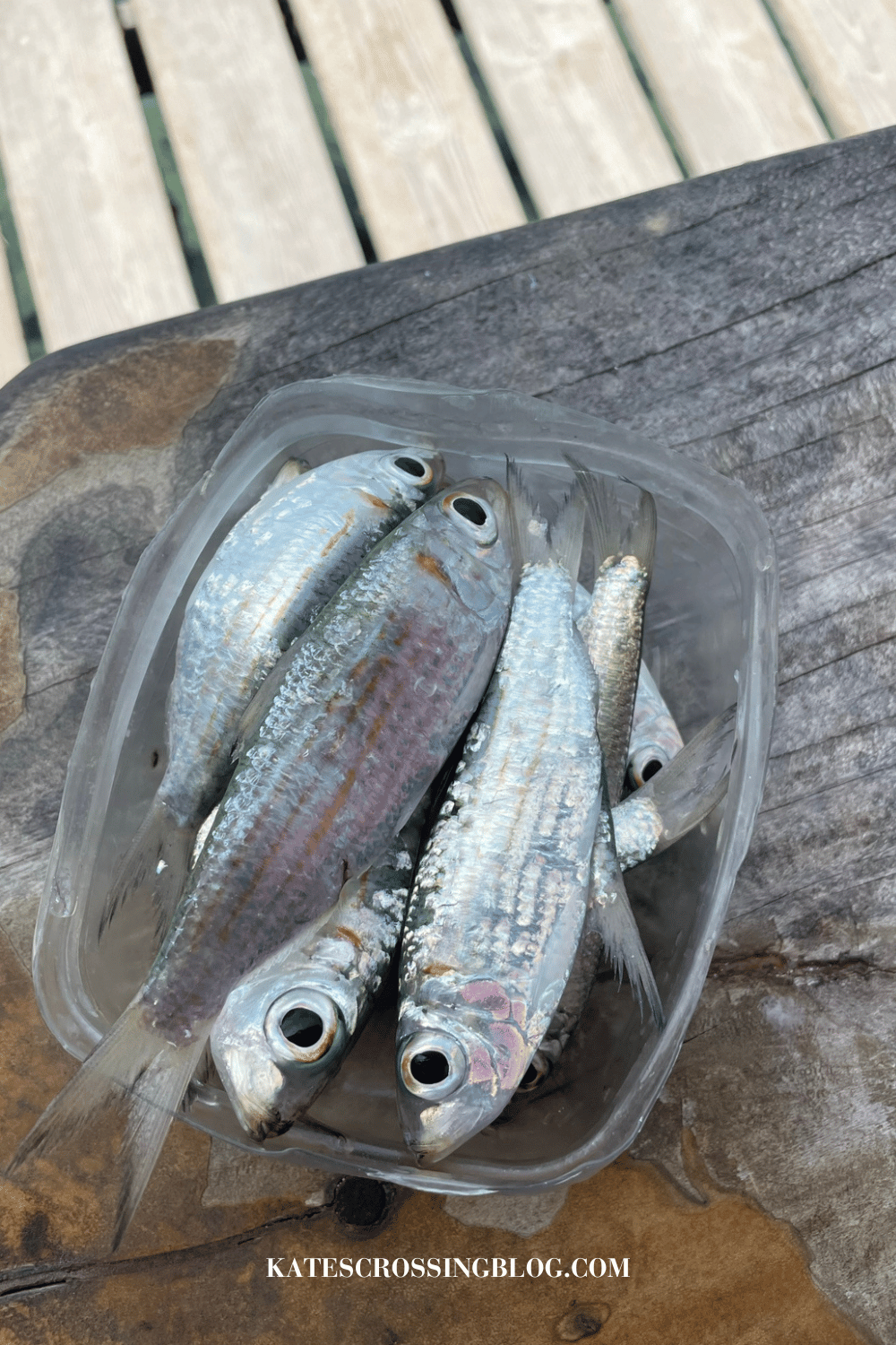 Small plastic container holding silver sardines, sitting on the dock. 