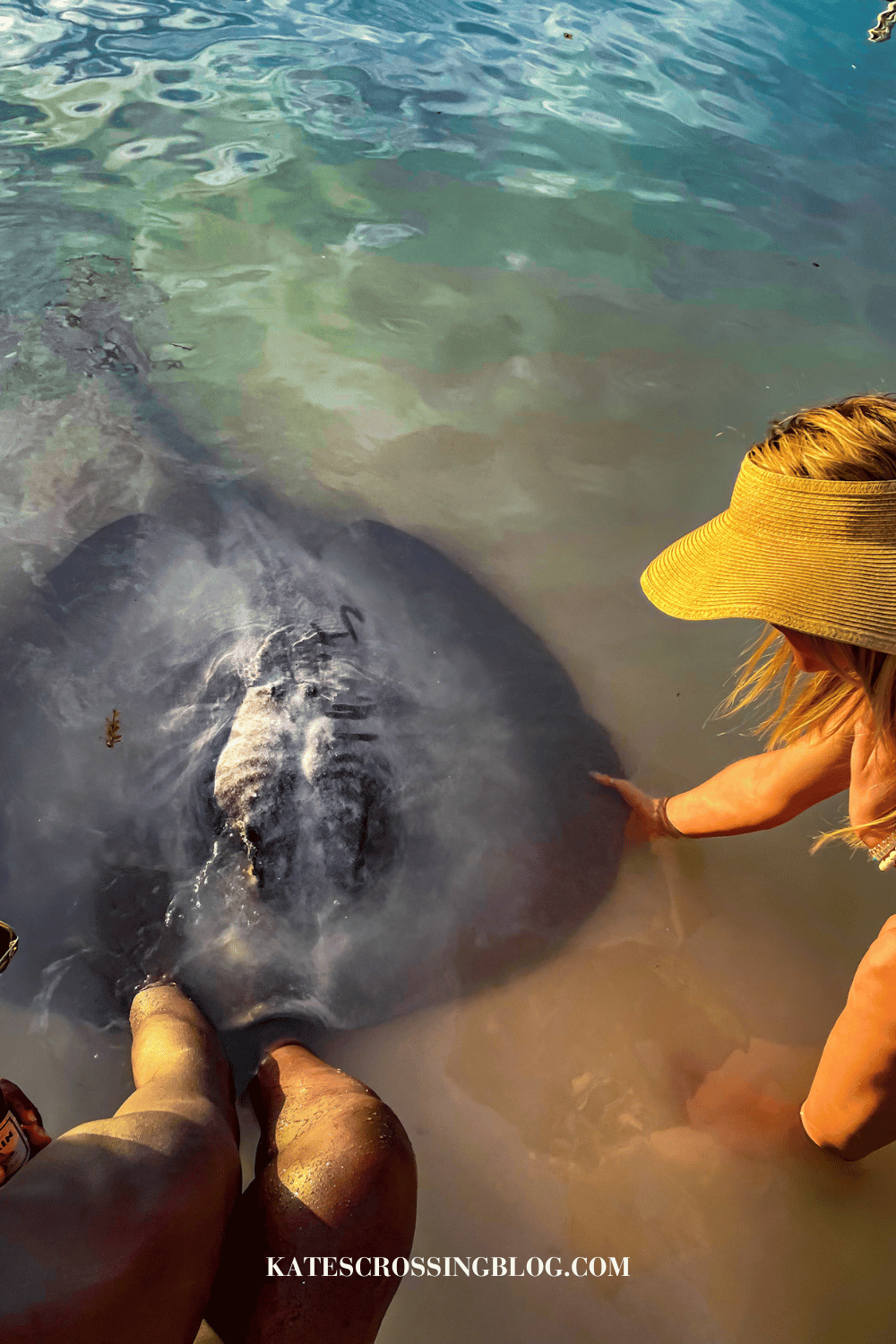 Kate touches a large grey sting ray along the beach shore in Caye Caulker.
