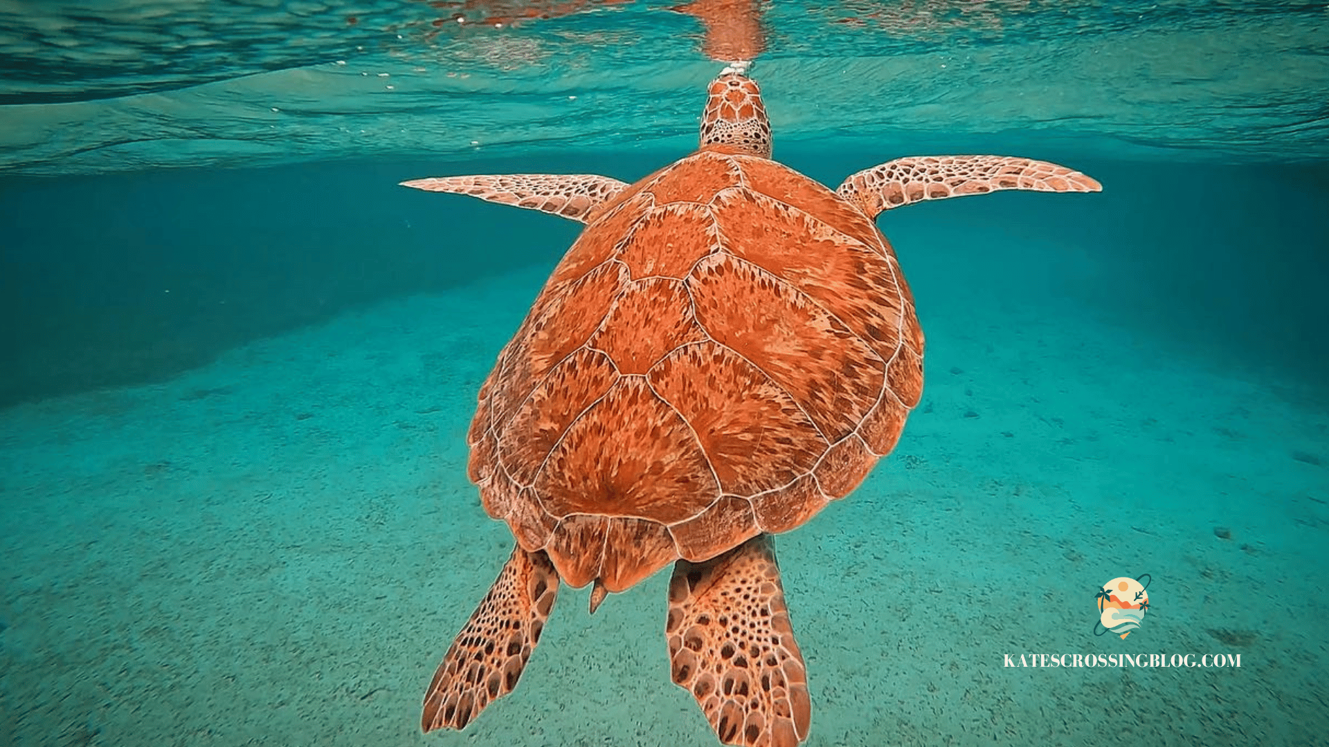Green sea turtle swimming in crystal clear turquoise water of Belize, breaking the surface with his nose. 