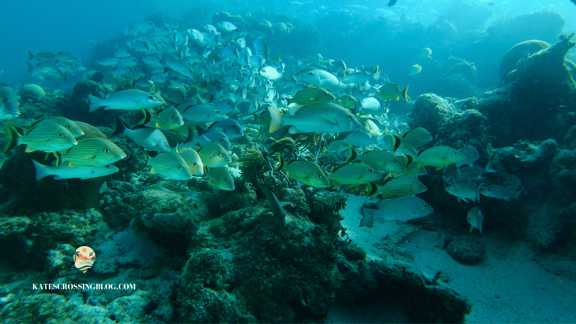 School of yellow and blue fish surrounded by coral reef under Belize's turquoise waters. 