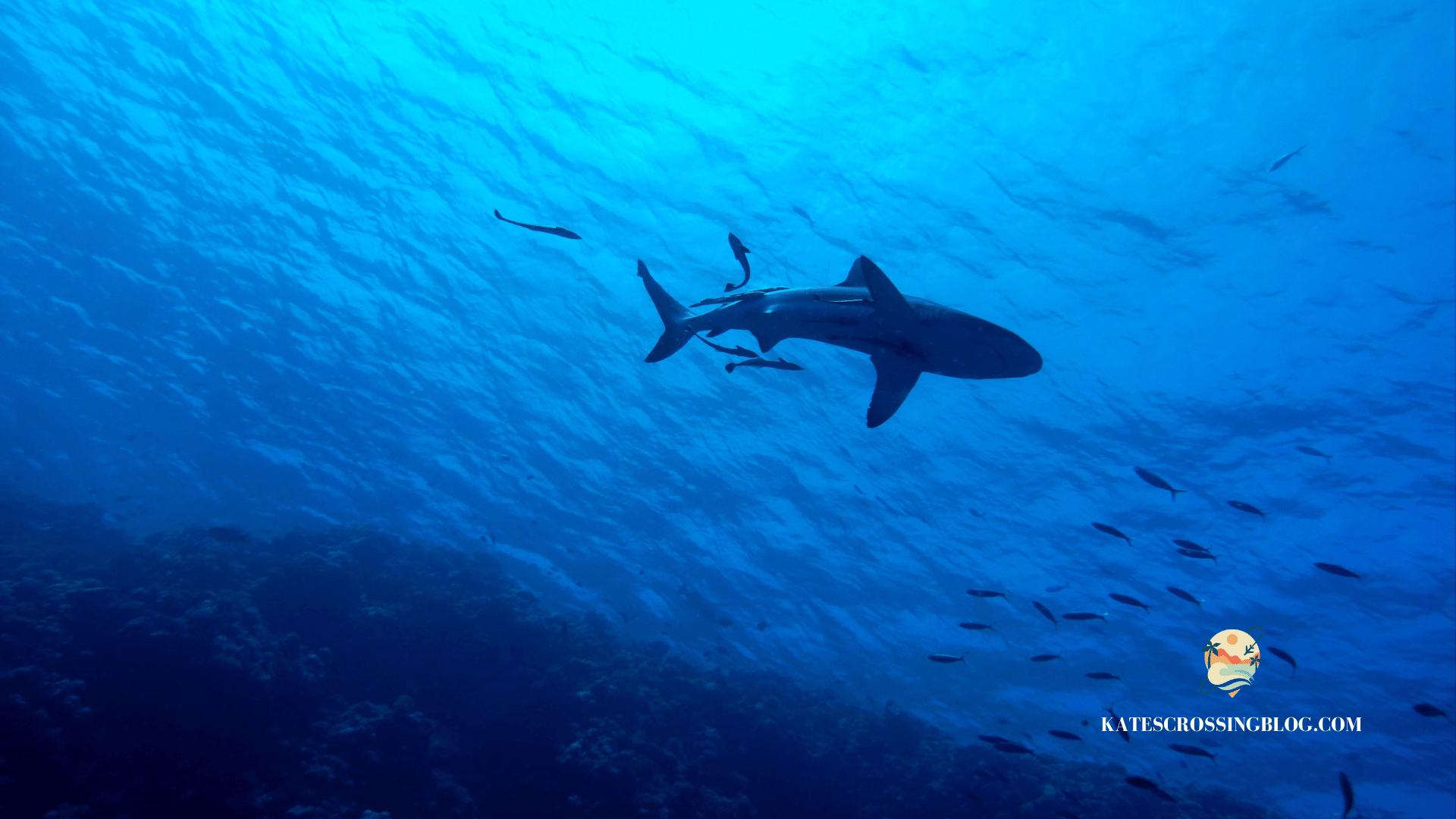 A shark silhouetted in the deep blue waters of Belize with a school of fish swimming with the shark. 