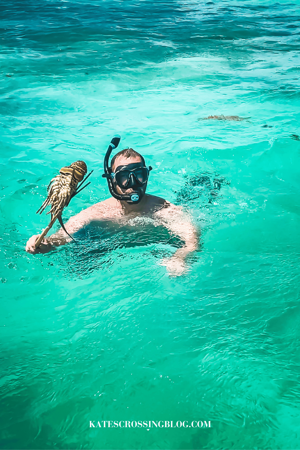 Kate's husband swimming in shallow turquoise water with snorkel gear on and holding a spear gun with a lobster on the end of it