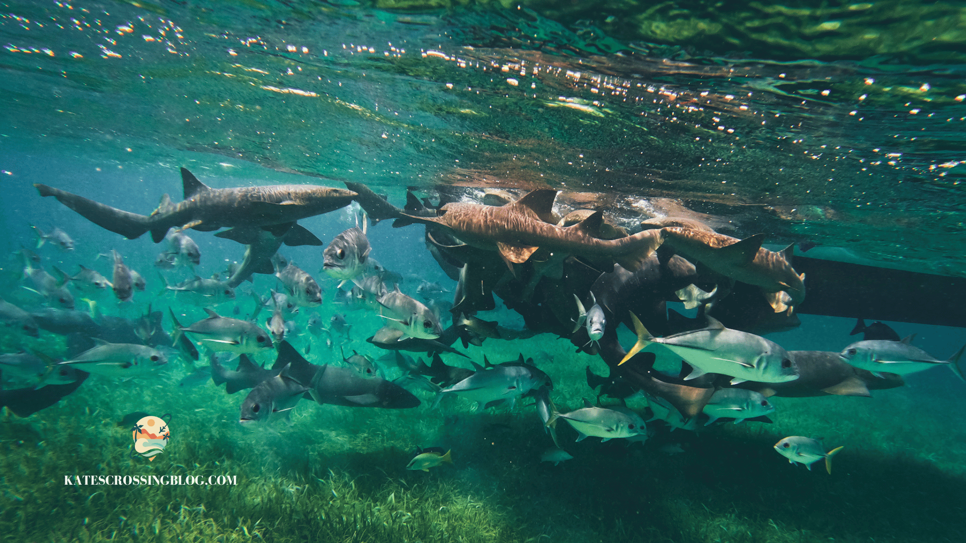 School of nurse sharks and large silver fish underwater along a fishing boat in turquoise waters of Belize. 