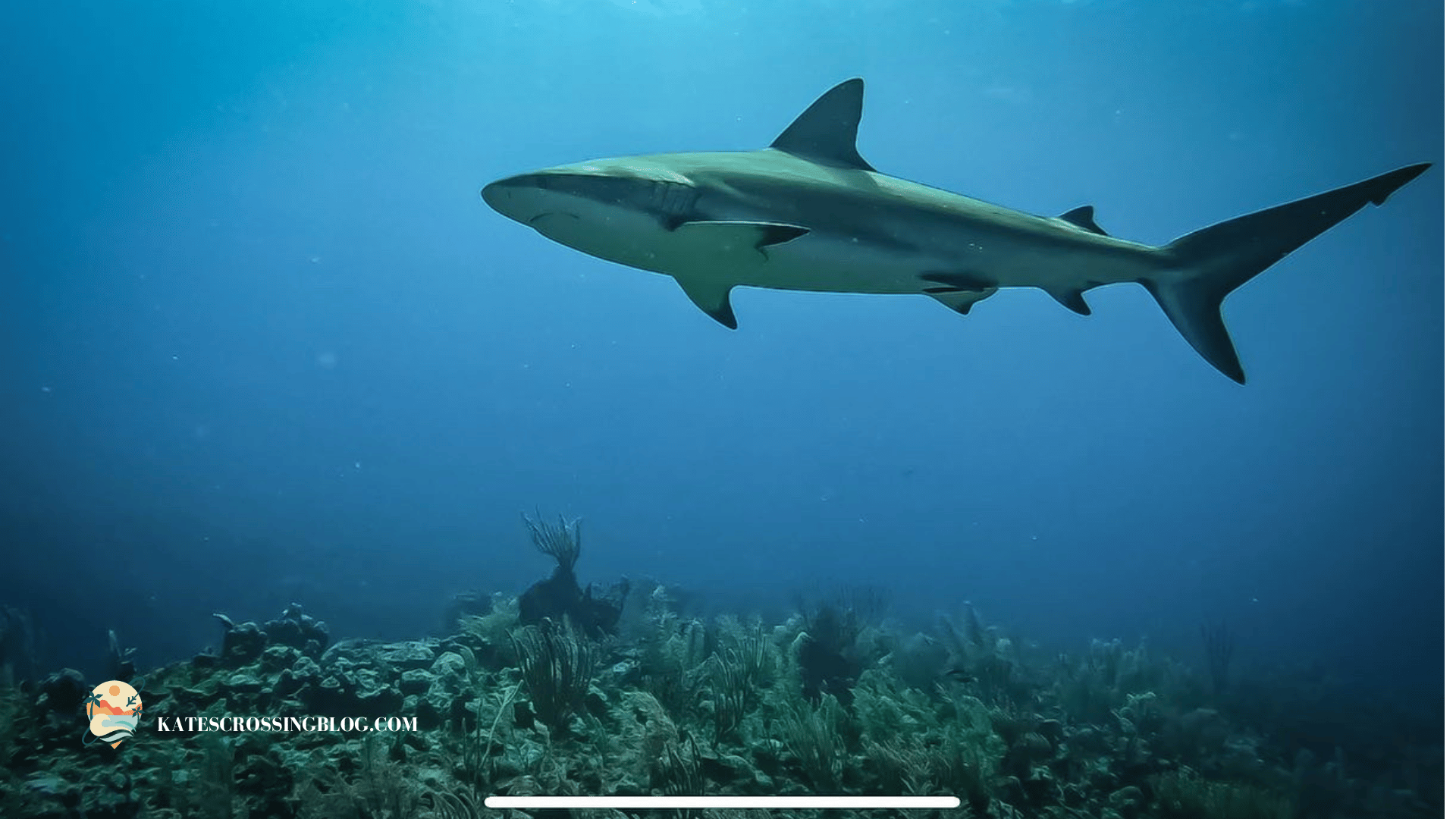 A shark below the turquoise water of Belize swimming over a bed of coral.