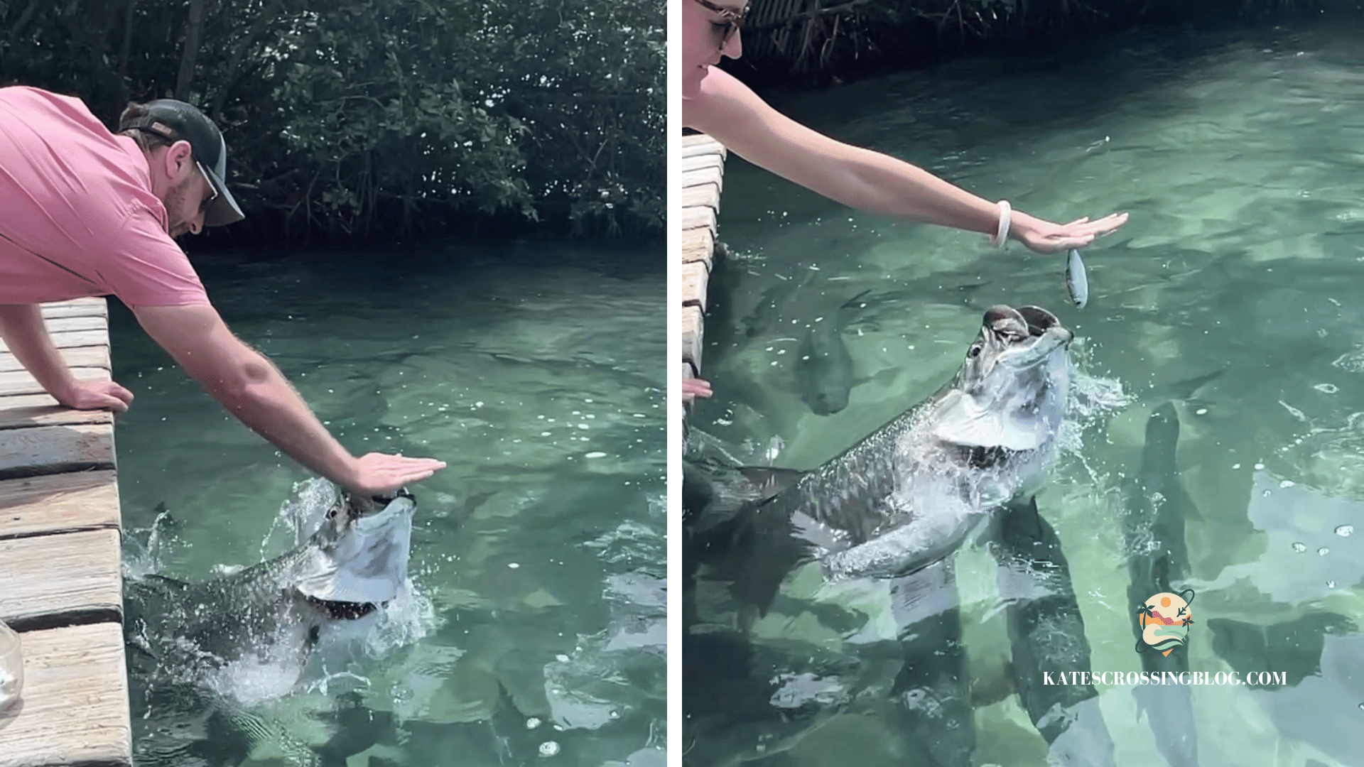 Kate and her husband hold sardines out over the water as giant tarpon fish leap out to catch the fish. 