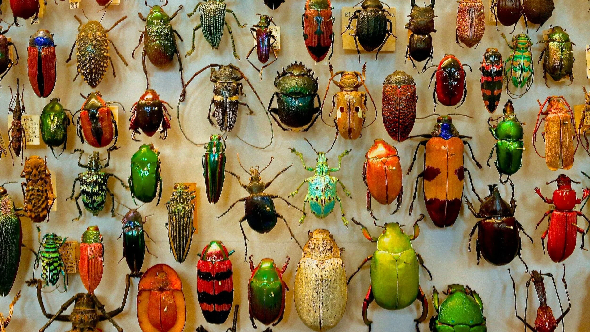 beetle exterminator near me granite pest control st cloud mn 56301
