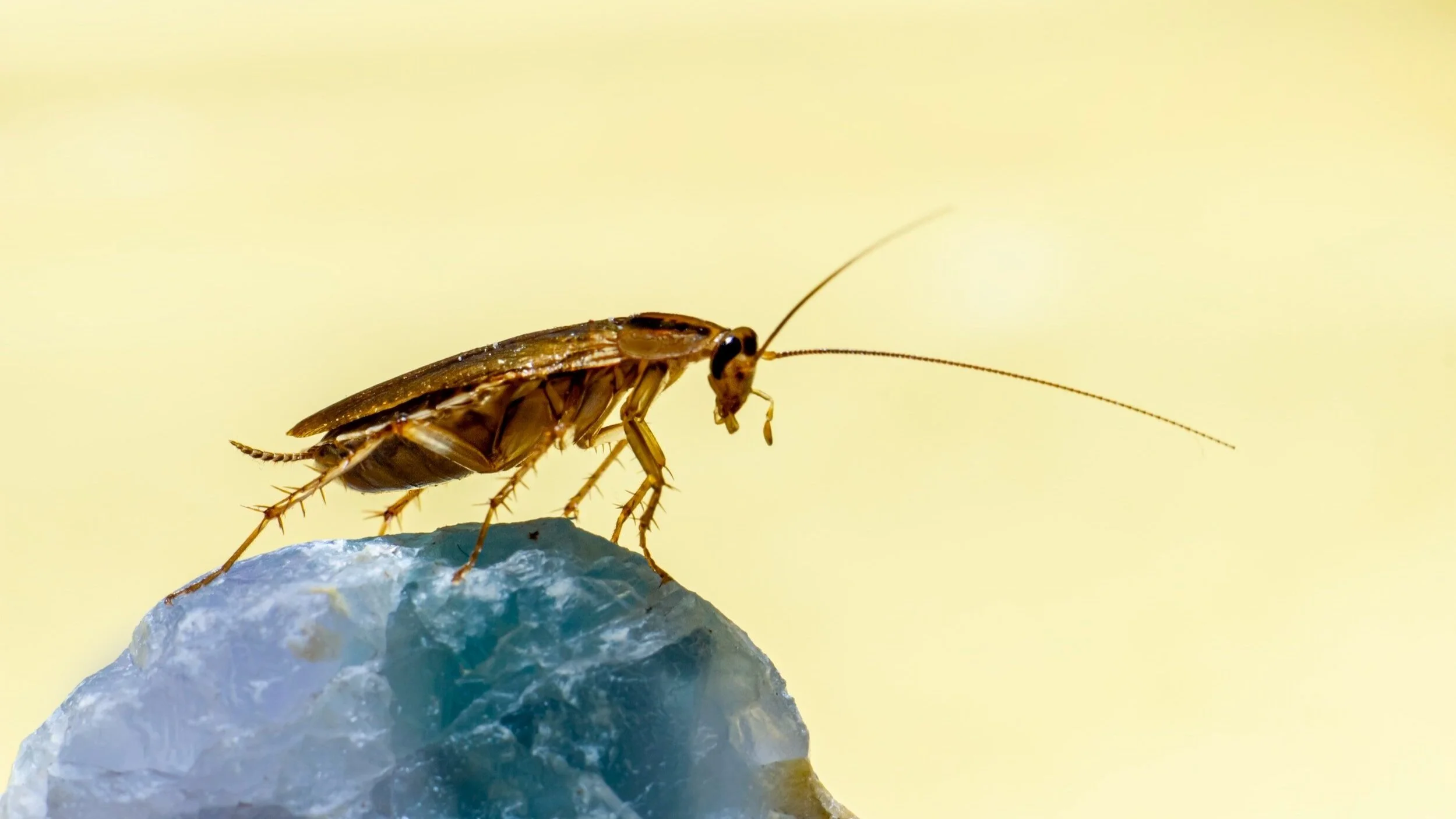 cockroach removal company near me granite pest control services central minnesota pest control service