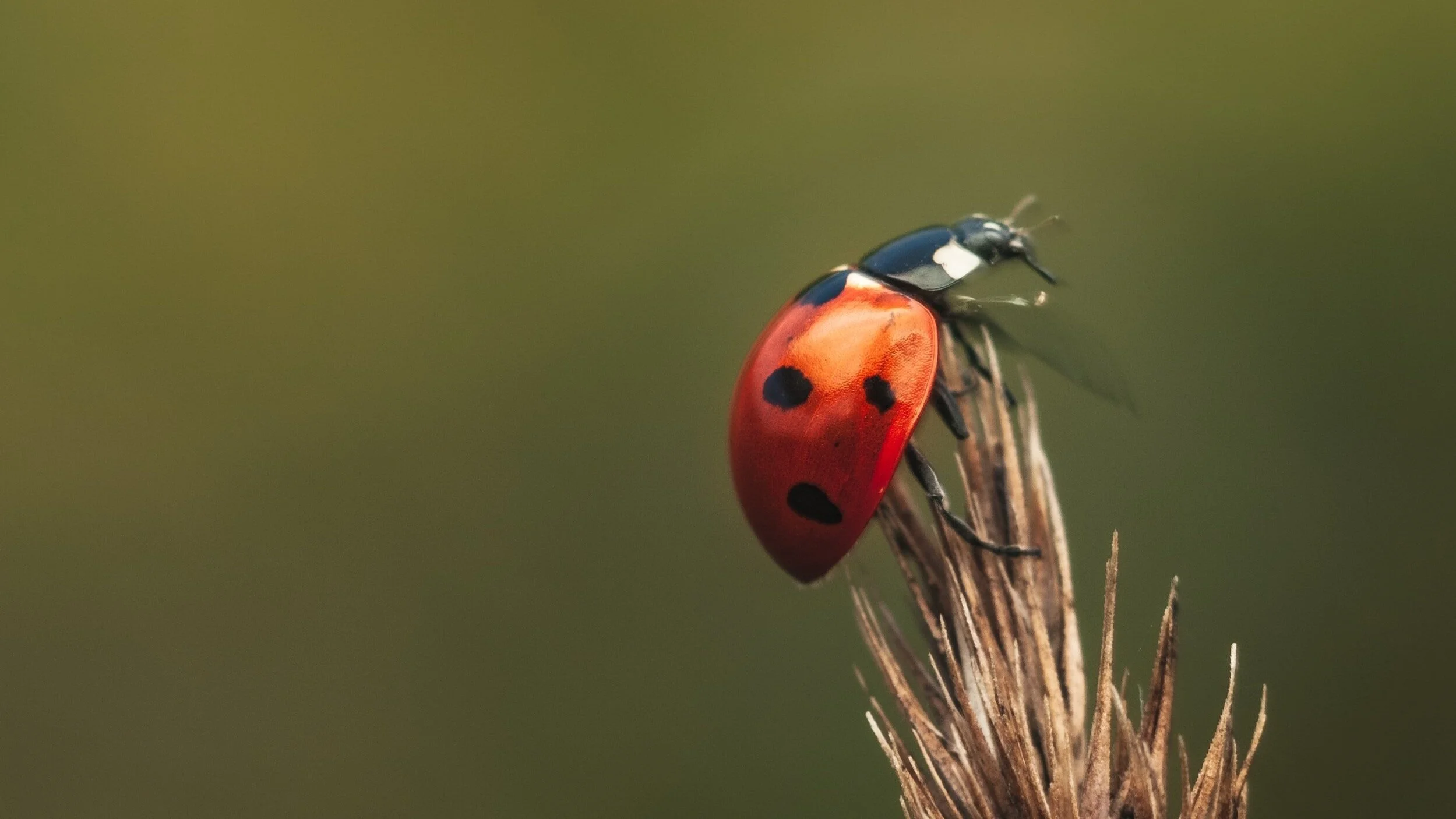 lady exterminator services near me st cloud mn granite pest control services