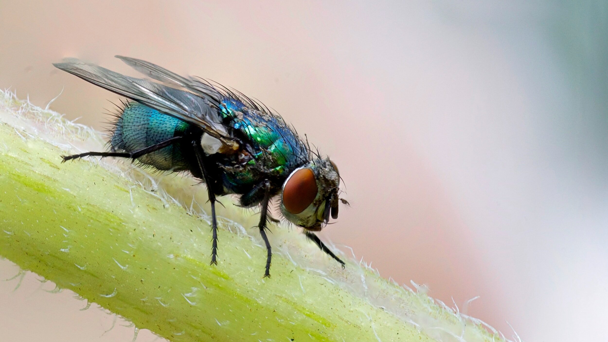 House fly pest control service granite pest control service in minnesota