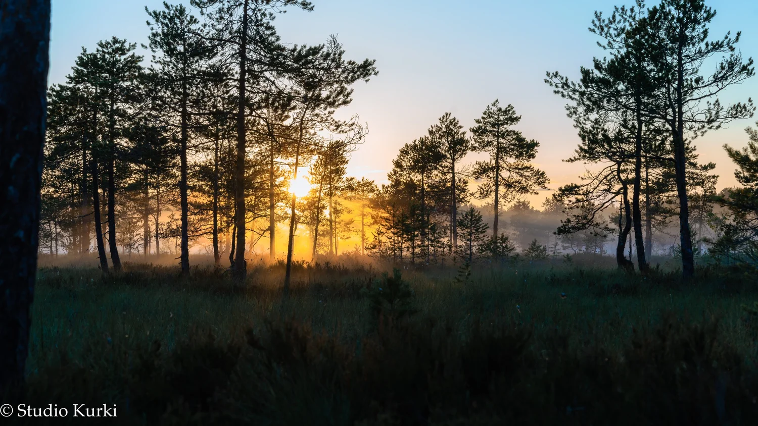 Auringonvalo puiden lomassa