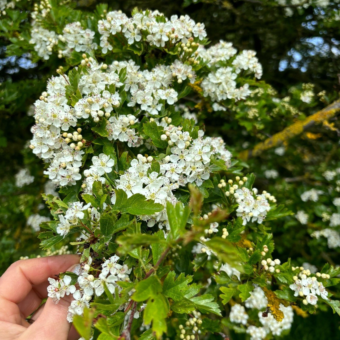This is heart medicine 🌸

For The heart (physical) / Heart (emotional)... Now is the time to gather the Hawthorn blossom and leaves in the warmth of the sunshine.

One of my all-time favourite tinctures is made with Hawthorn leaves and flowers, whic