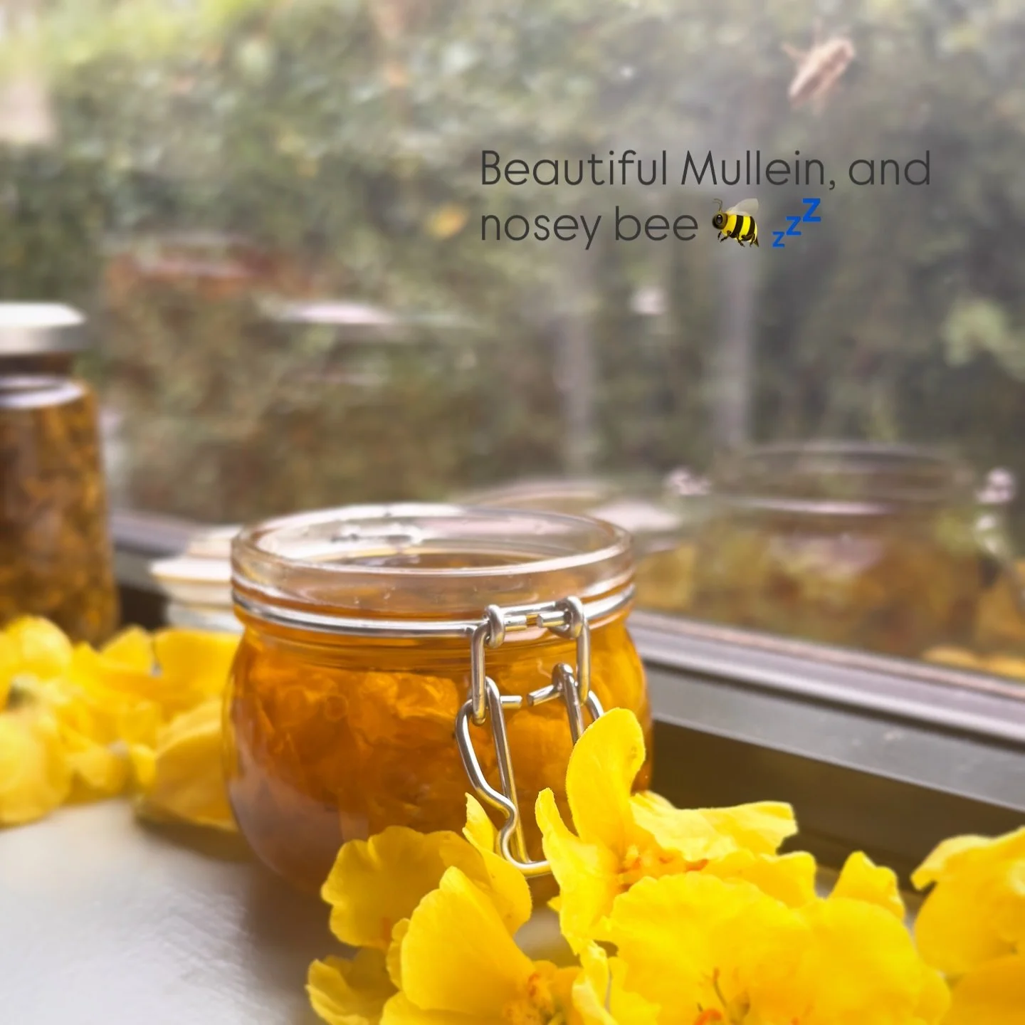Reiki &amp; remedies on a Friday morning; connecting with Mullein, conversing with honeybees💛🖤🧡