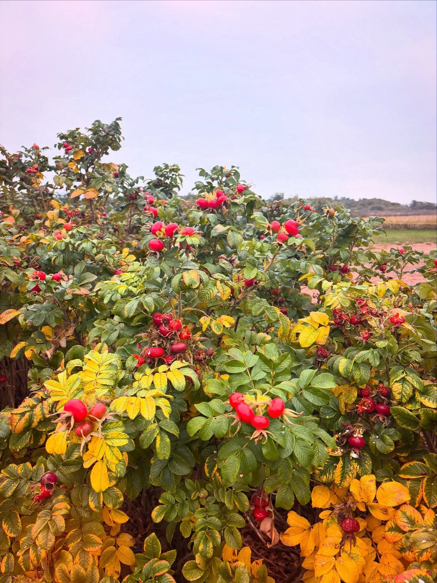 Gathering in for Autumn&rsquo;s herbalism workshops 🔥🧡🍯
My favourite season for Herbs, Honey &amp; Hygge!

Workshops @ The Honeybee Sanctuary &mdash;
November series // December singles 
 
These rosehips (Rosa rugosa) will be for &hearts;️
1. Jell