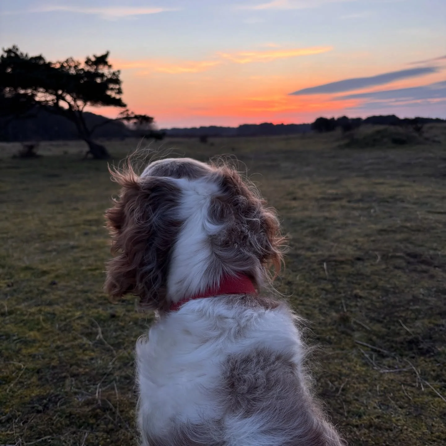 Reiki isn&rsquo;t another thing you need to DO, 
It&rsquo;s a way to BE. 

It&rsquo;s a system which teaches you practices, tools &amp; techniques for being: yourself, present, in connection. 

New Usui Reiki training &amp; practice dates here at the