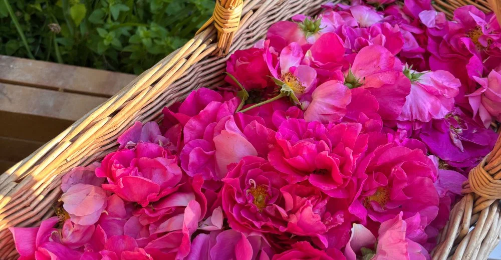 July’s Reiki Share