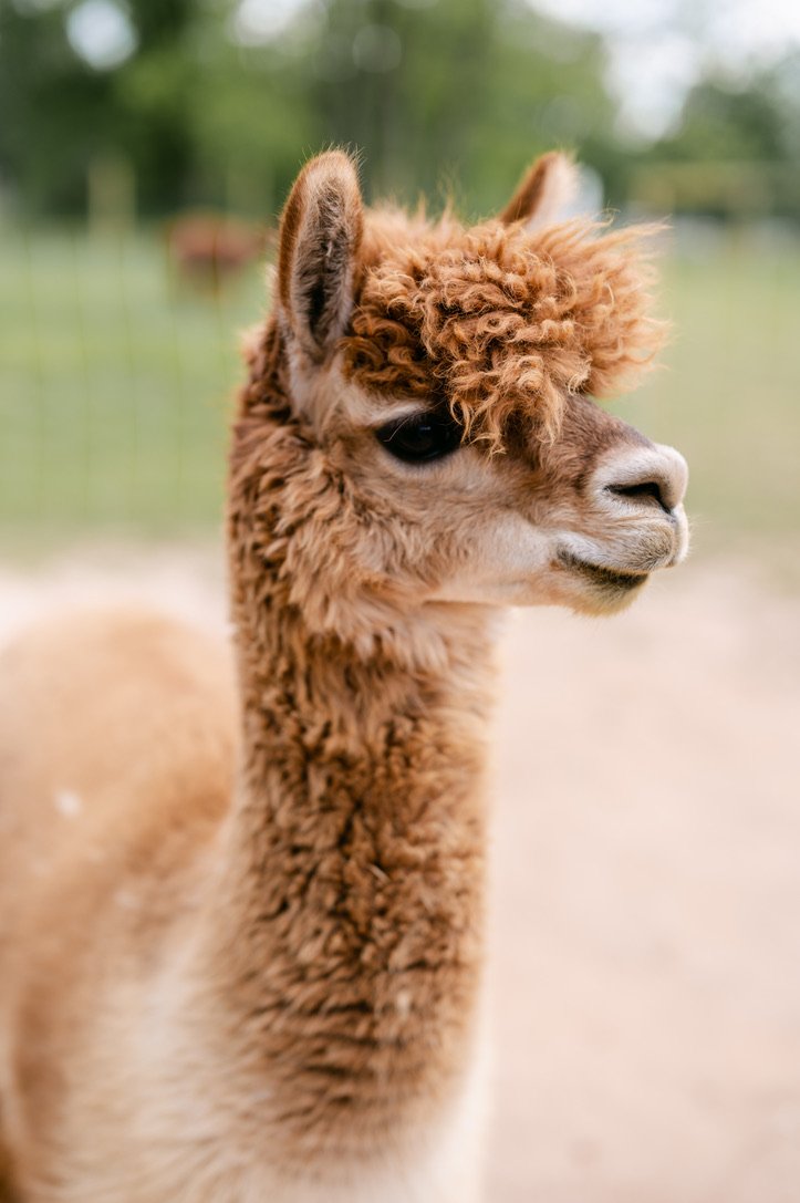 animal 11.jpeg